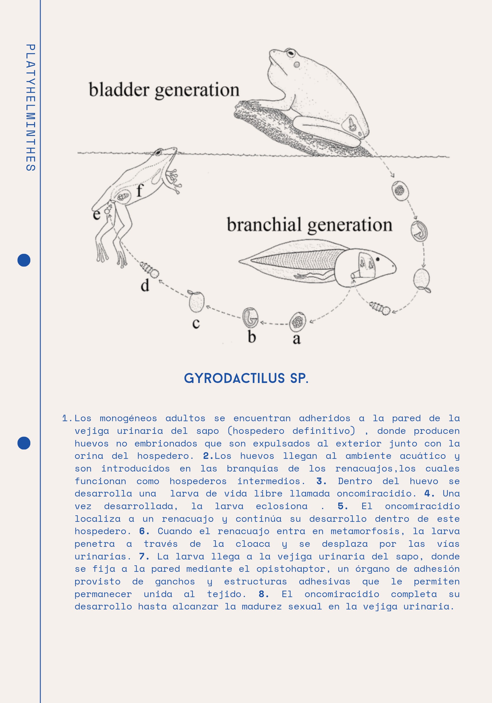 Ciclos Ebook — page 12