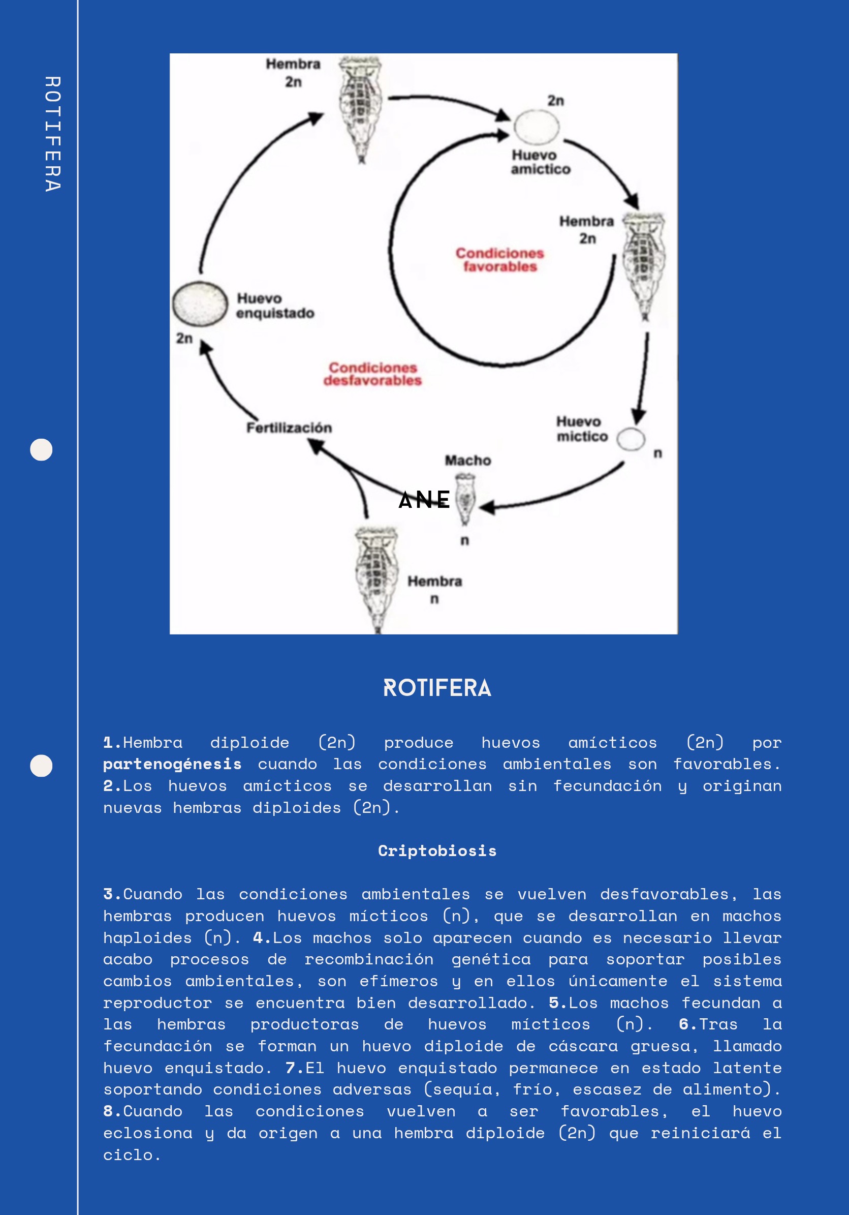 Ciclos Ebook — page 13