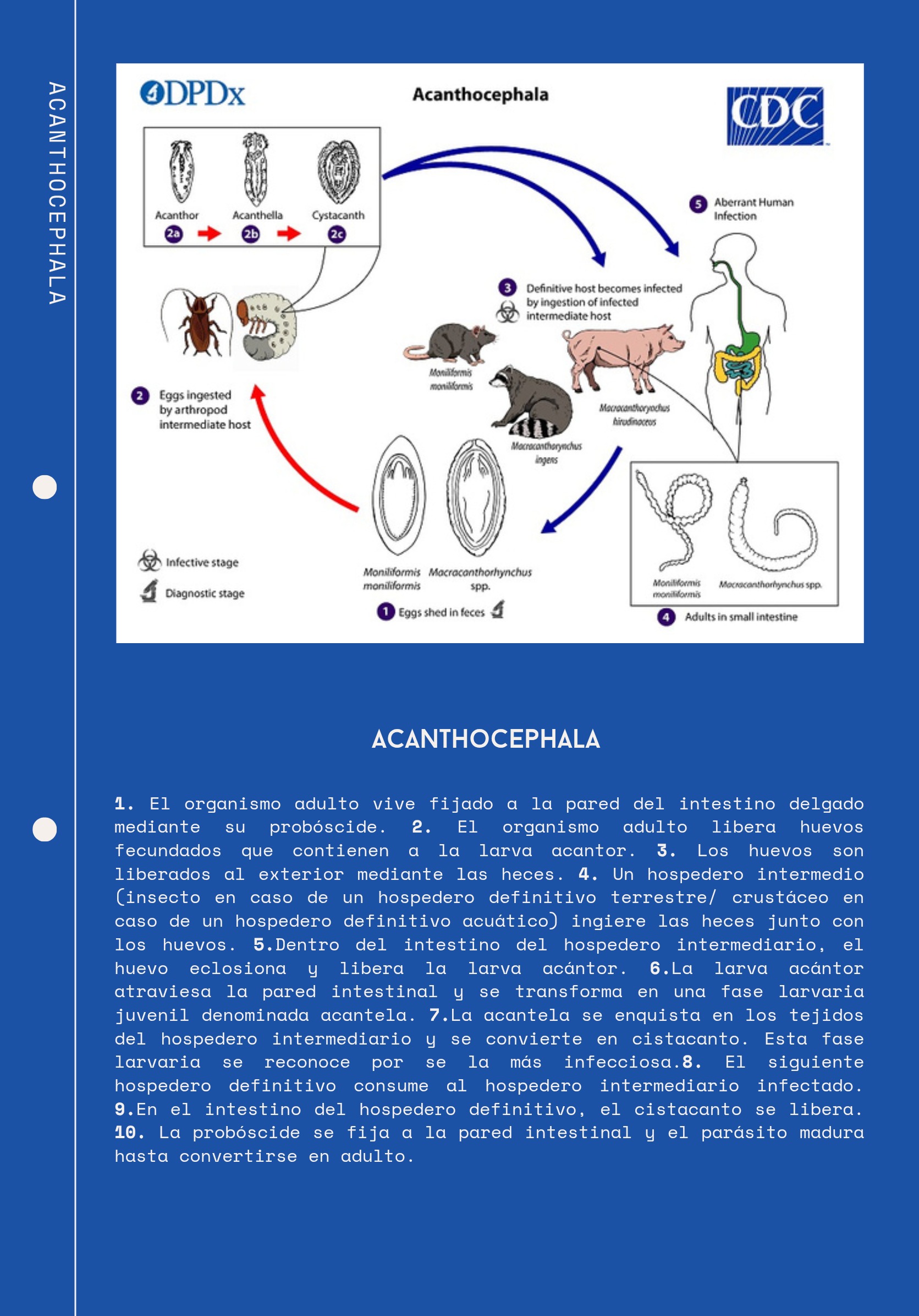 Ciclos Ebook — page 14