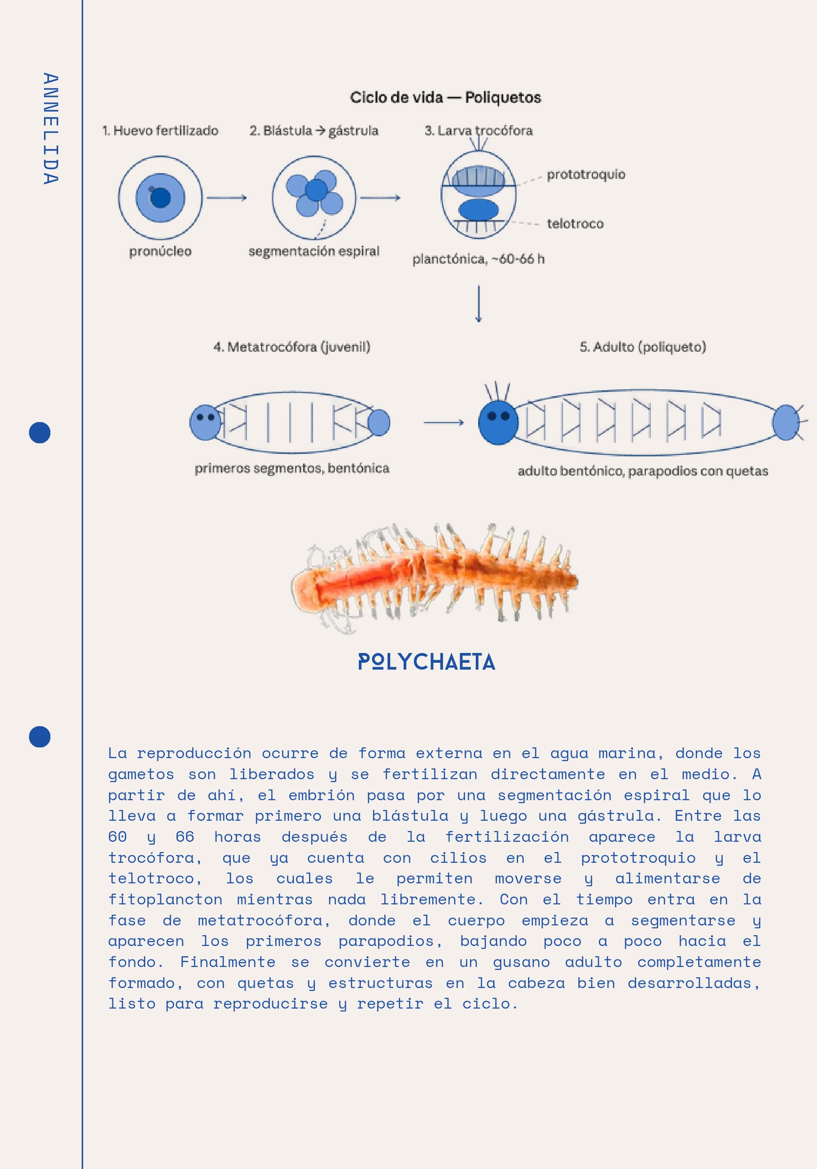 Ciclos Ebook — page 15