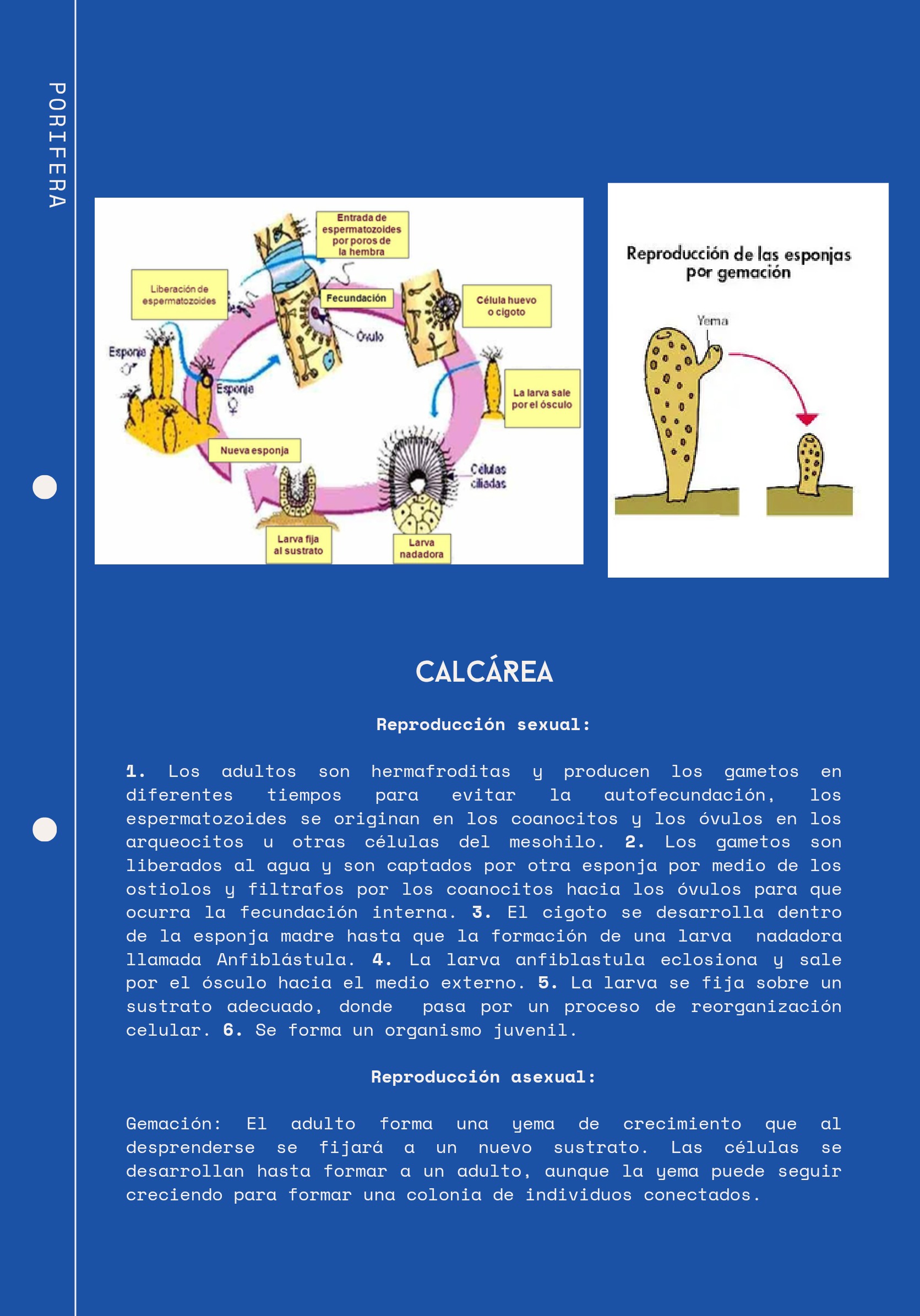 Ciclos Ebook — page 3