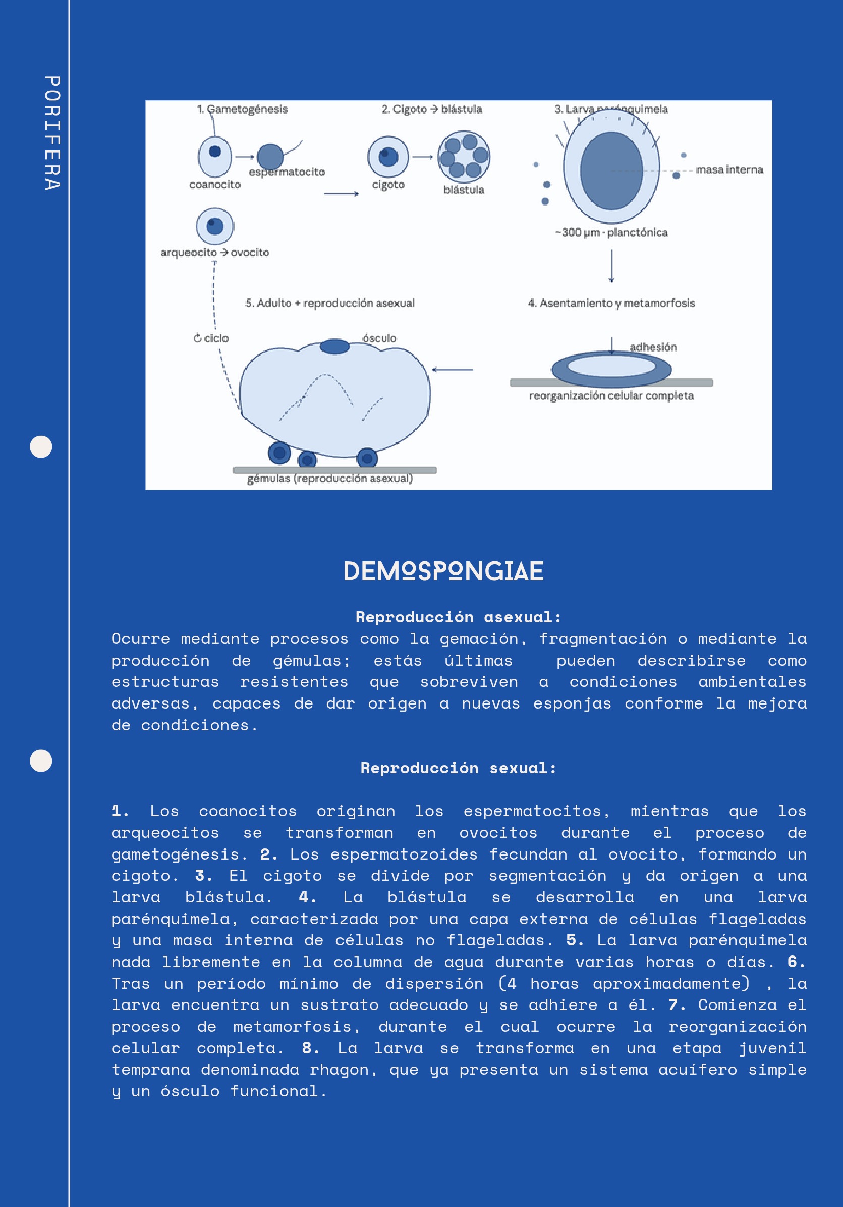 Ciclos Ebook — page 4