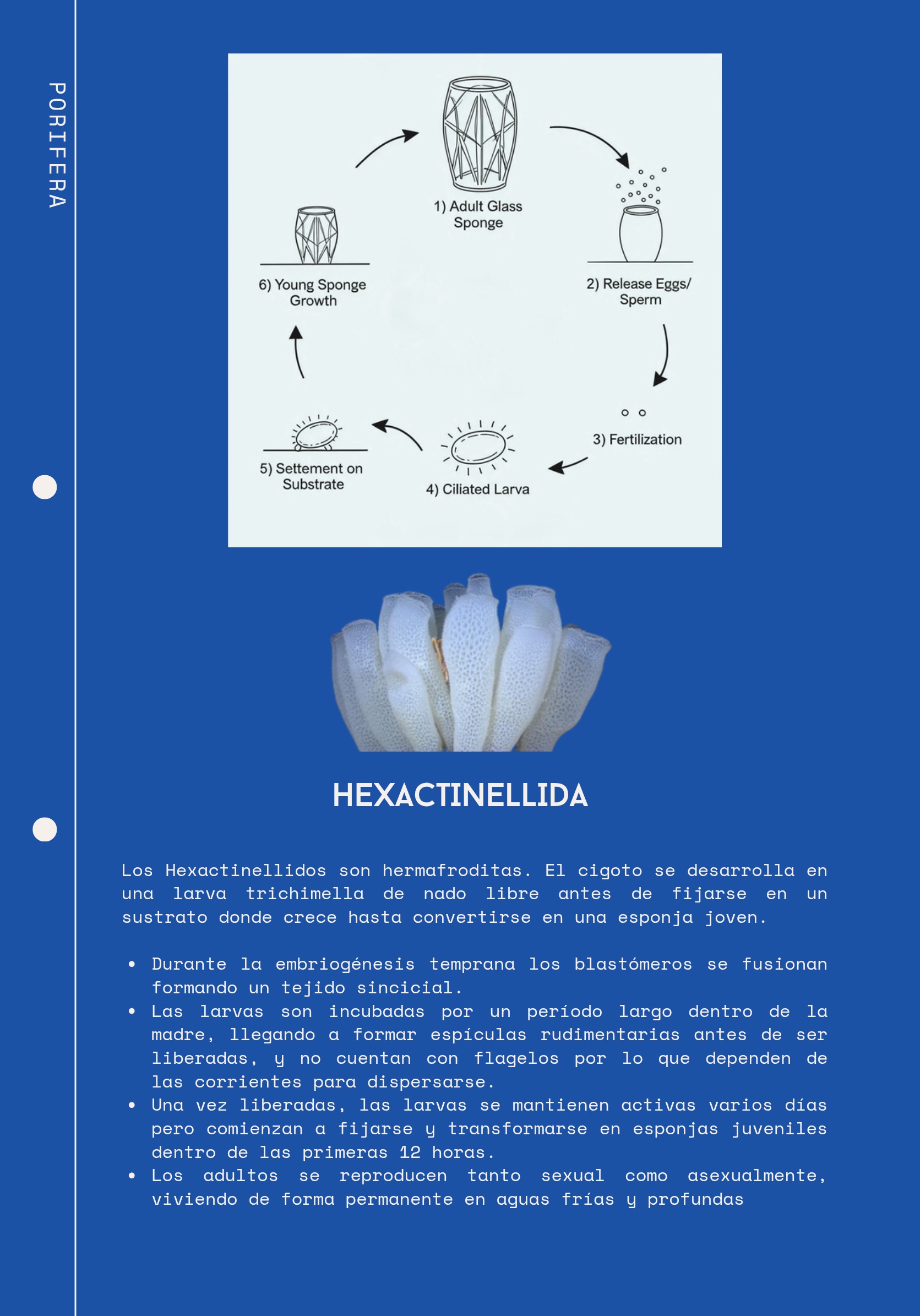 Ciclos Ebook — page 5