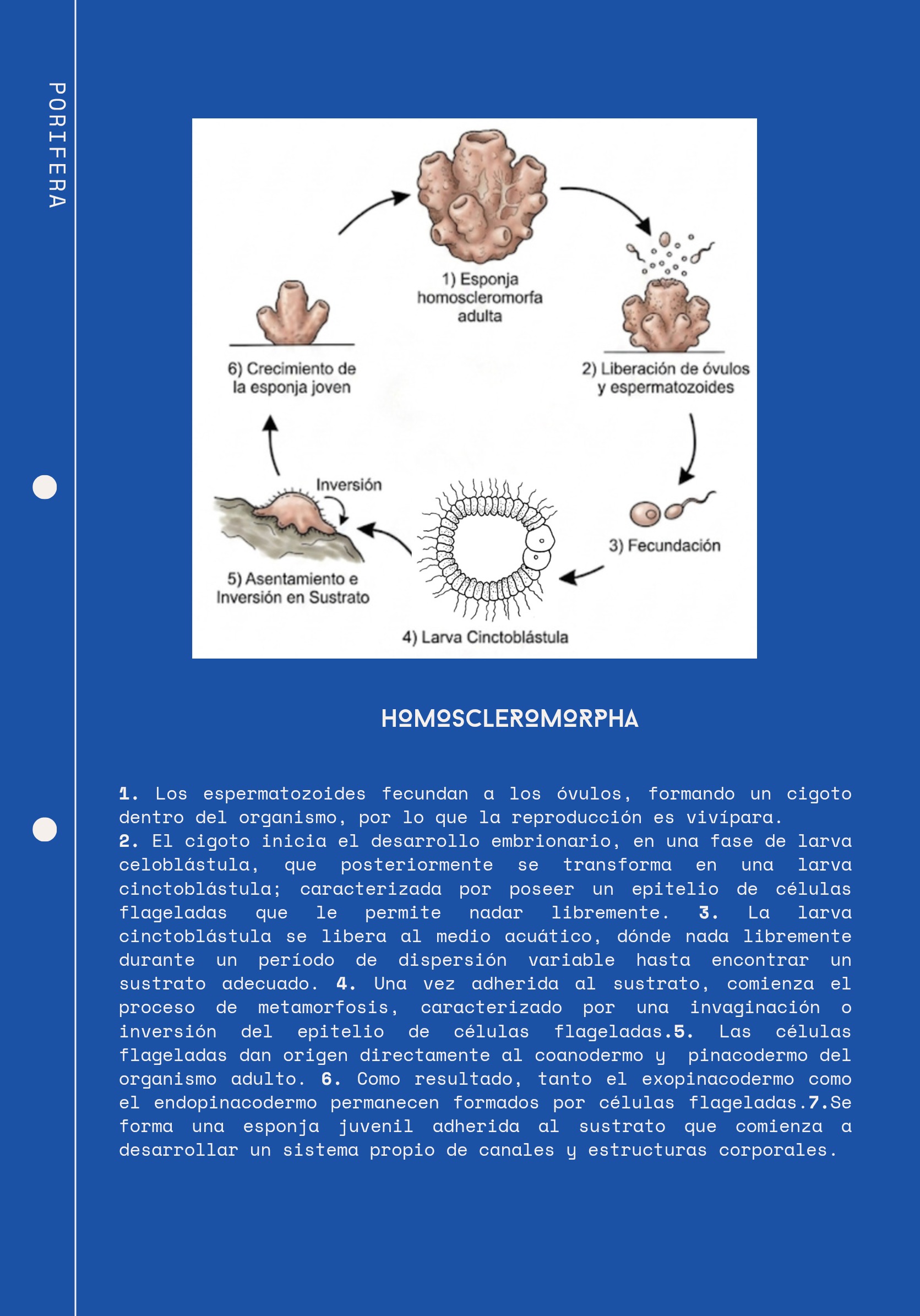 Ciclos Ebook — page 6