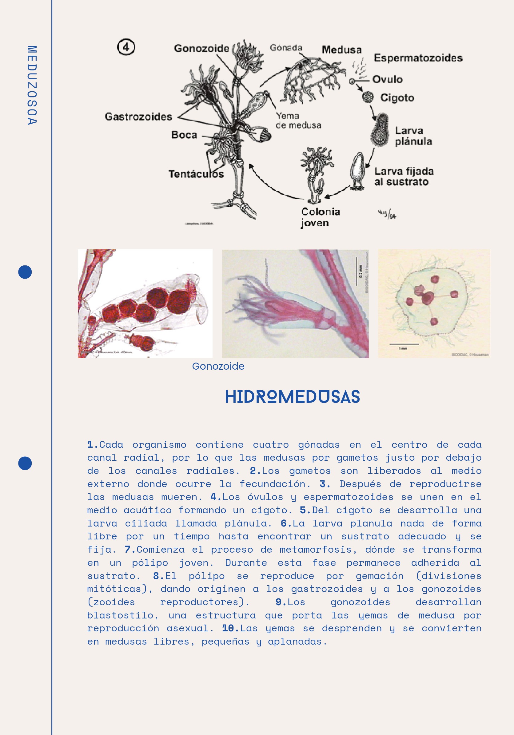 Ciclos Ebook — page 7