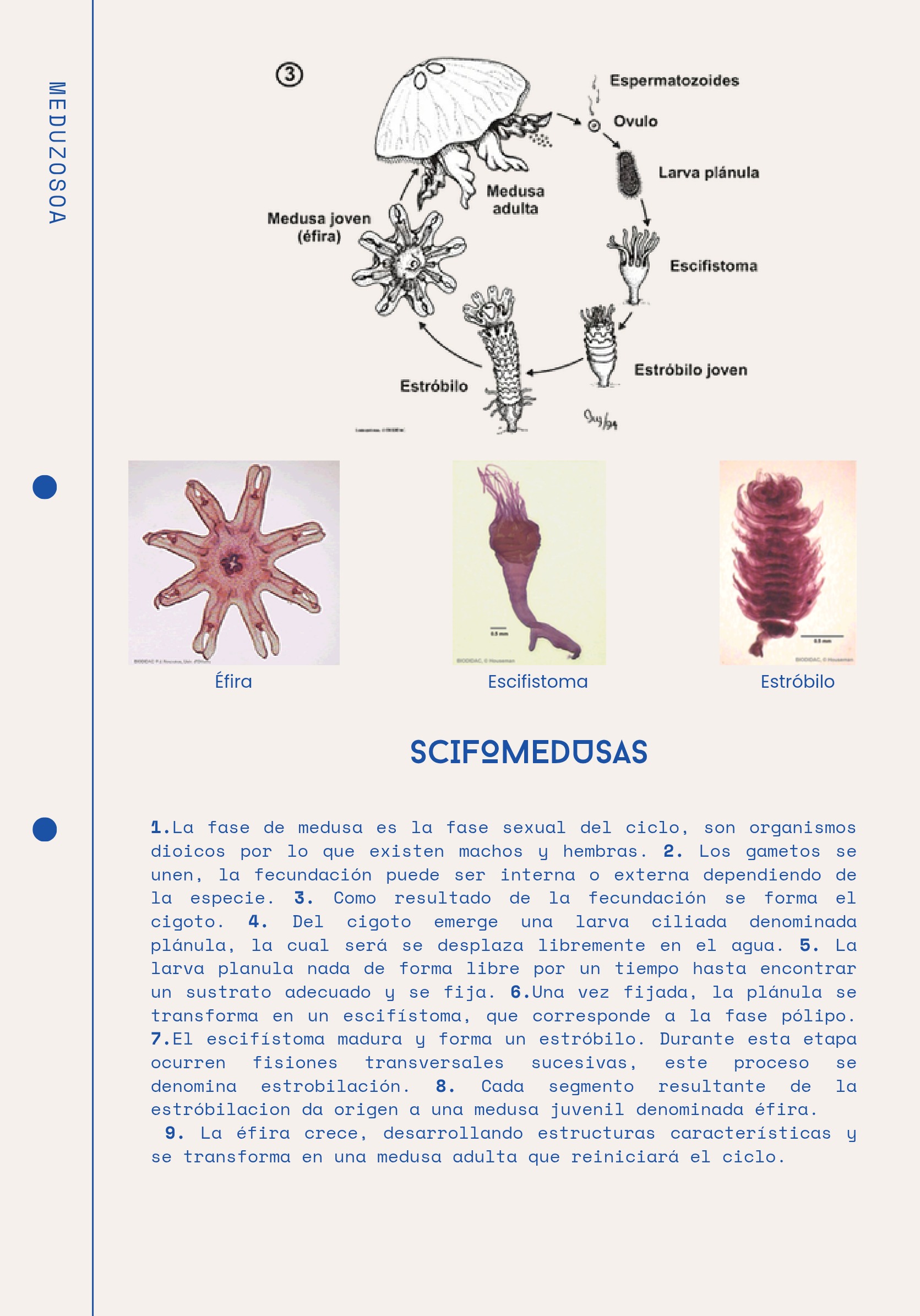 Ciclos Ebook — page 8