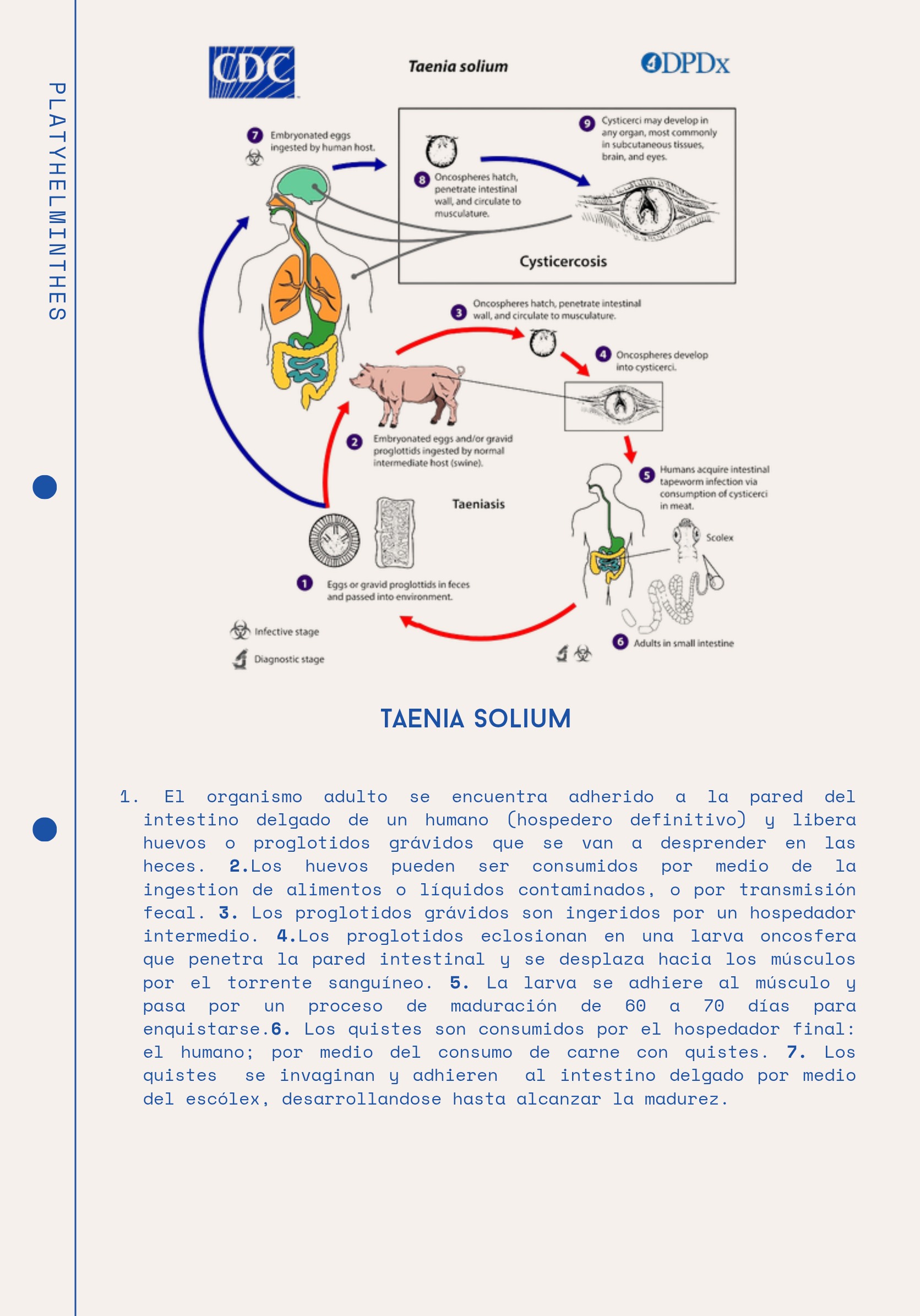 Ciclos Ebook — page 10