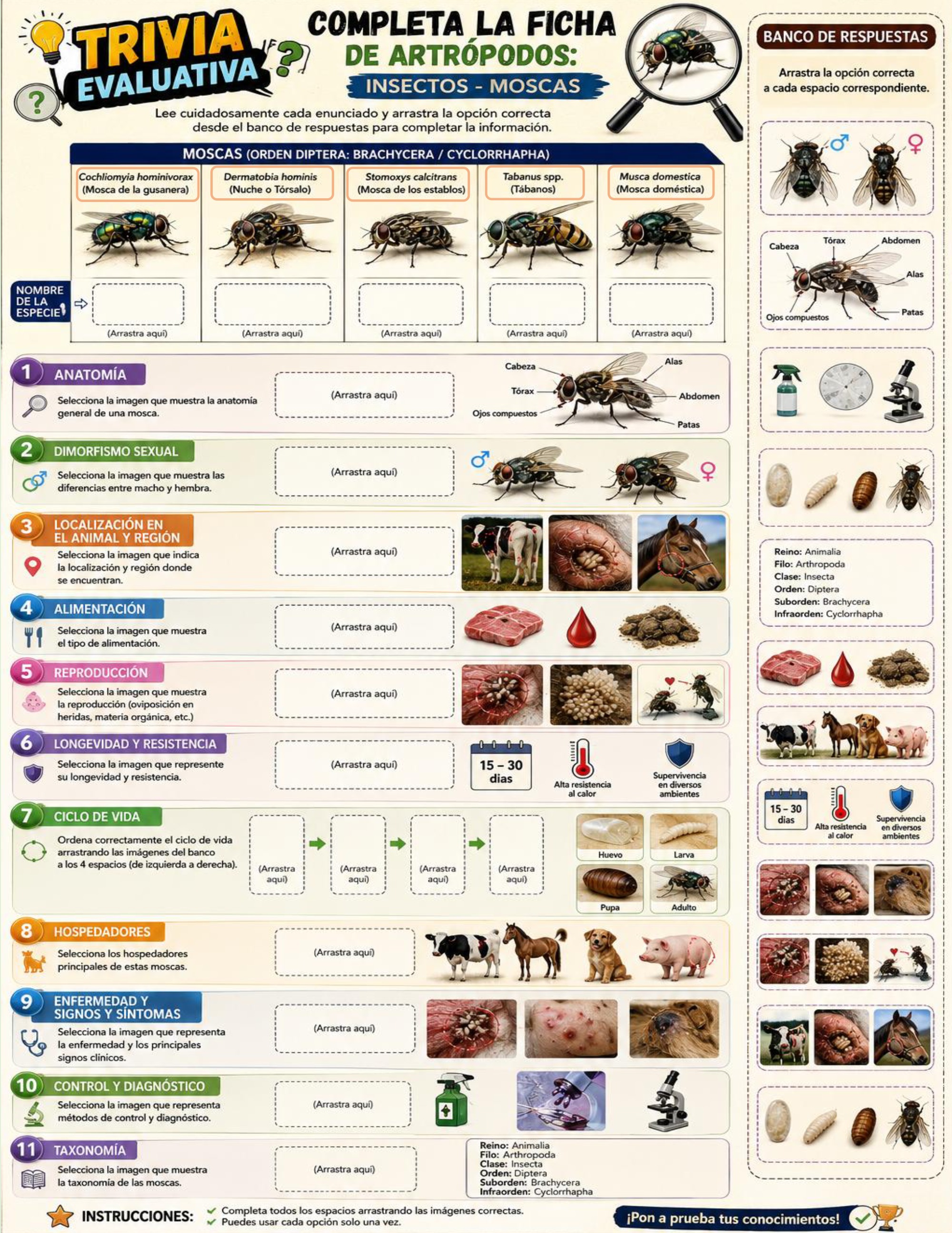 Atlas de artropodos_parasitologia veterinaria_2026 — page 12
