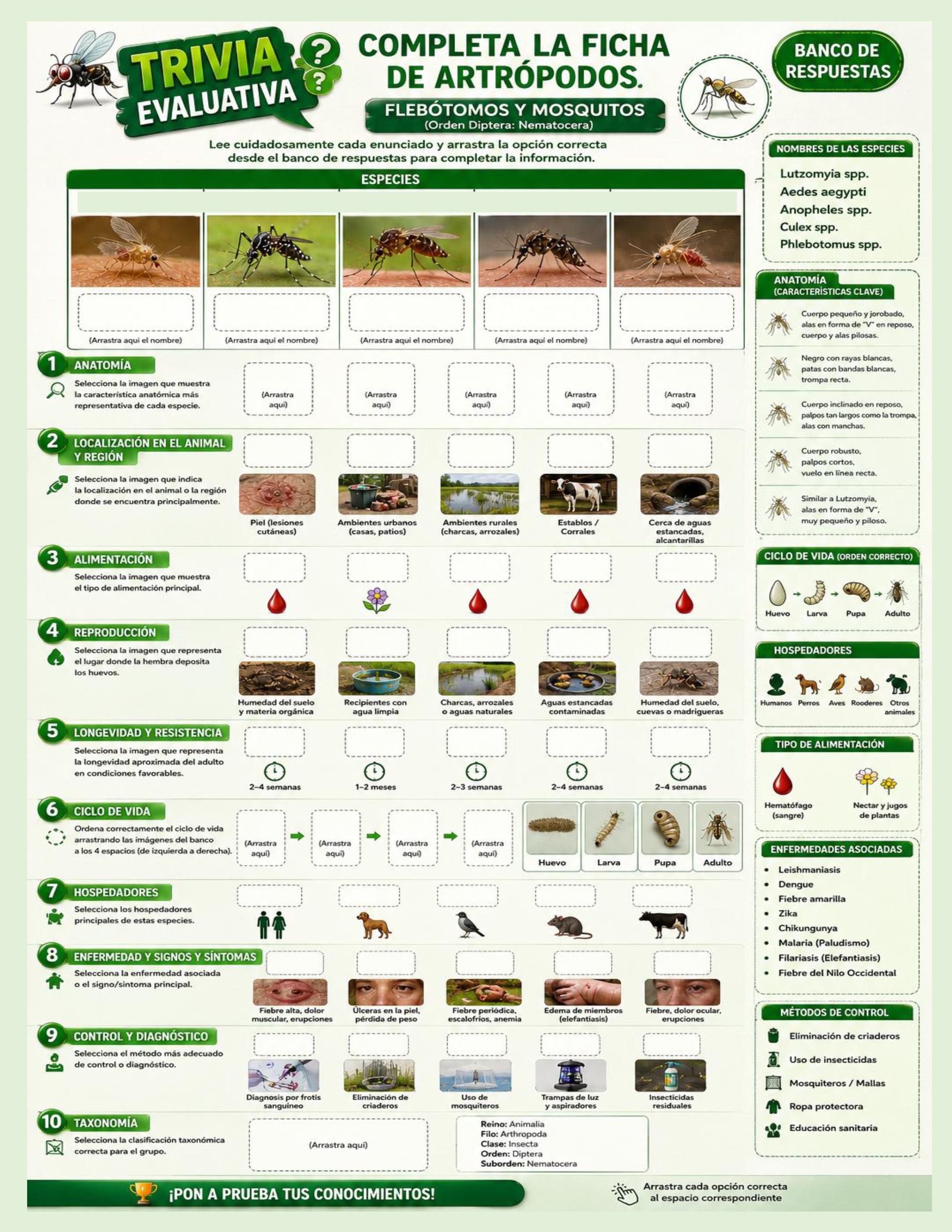 Atlas de artropodos_parasitologia veterinaria_2026 — page 19