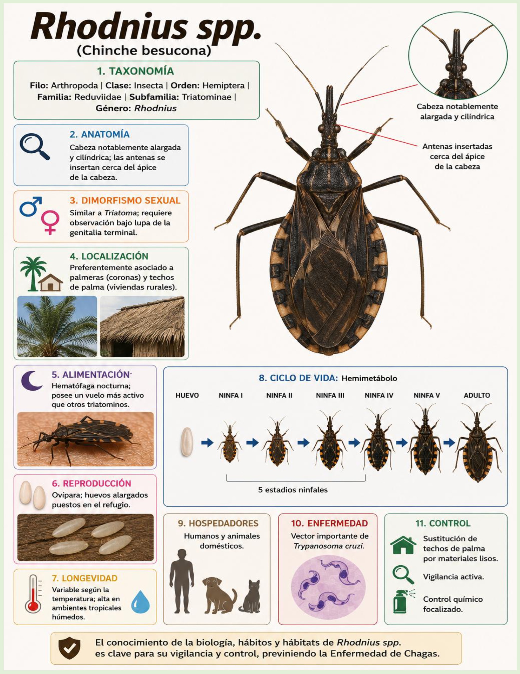 Atlas de artropodos_parasitologia veterinaria_2026 — page 22
