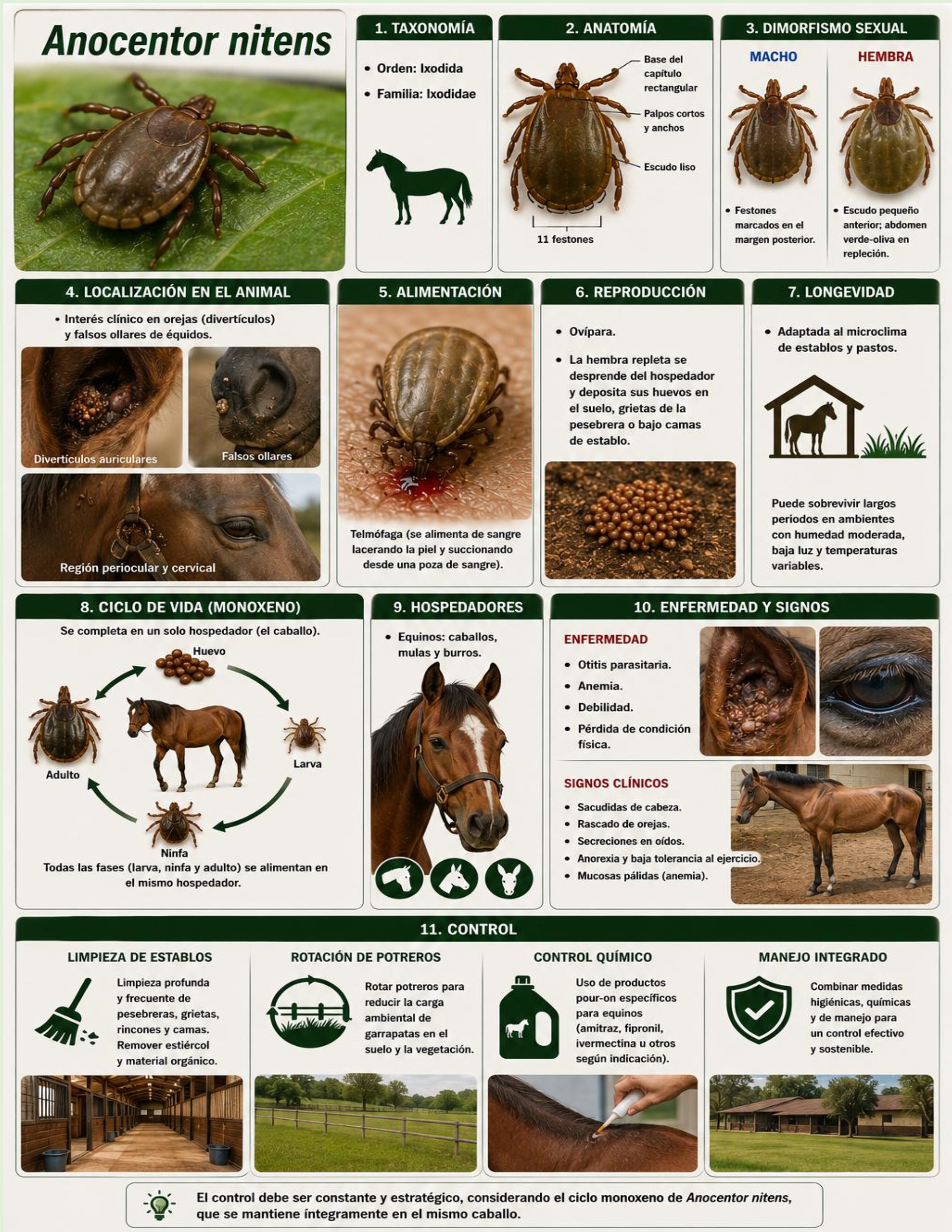 Atlas de artropodos_parasitologia veterinaria_2026 — page 34