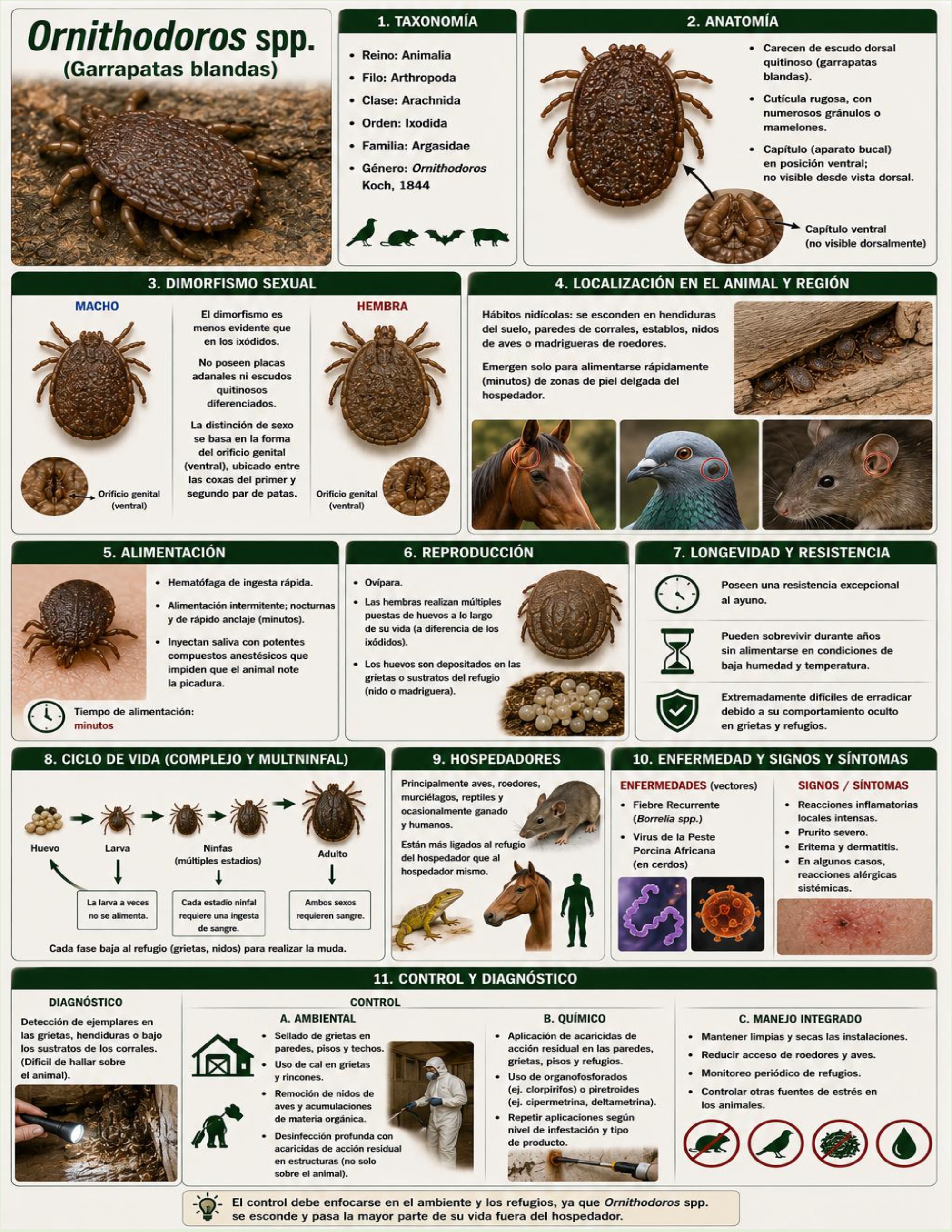 Atlas de artropodos_parasitologia veterinaria_2026 — page 36
