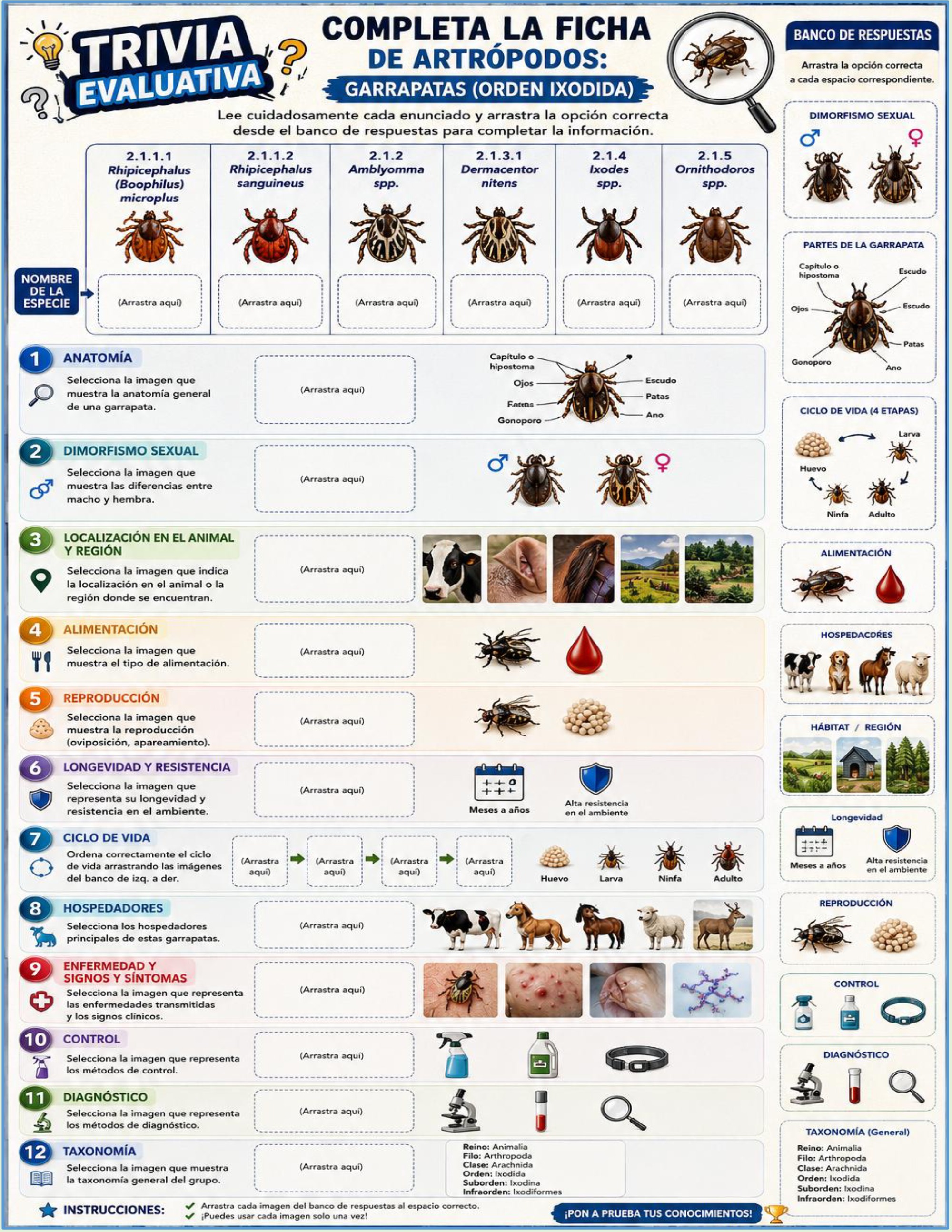 Atlas de artropodos_parasitologia veterinaria_2026 — page 37