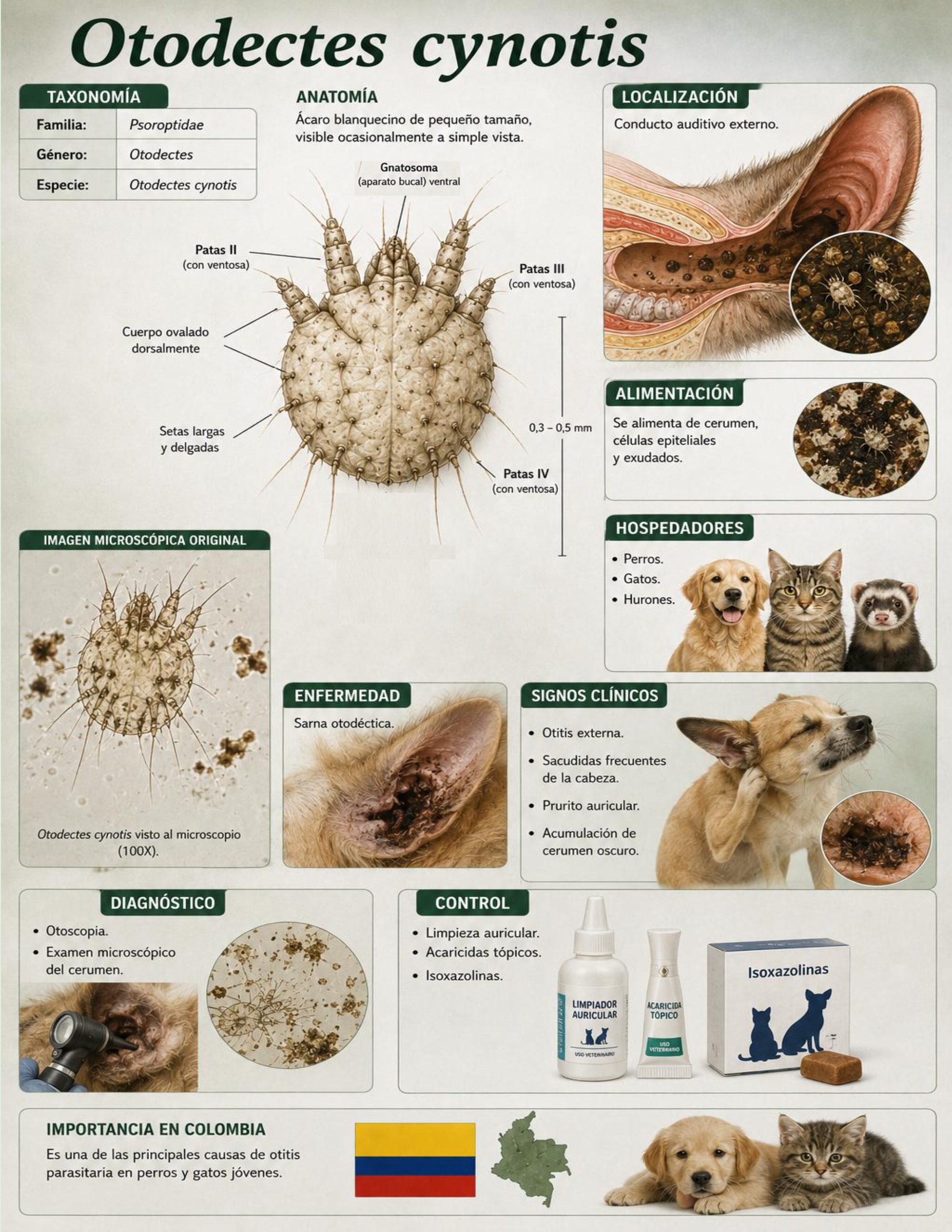 Atlas de artropodos_parasitologia veterinaria_2026 — page 42