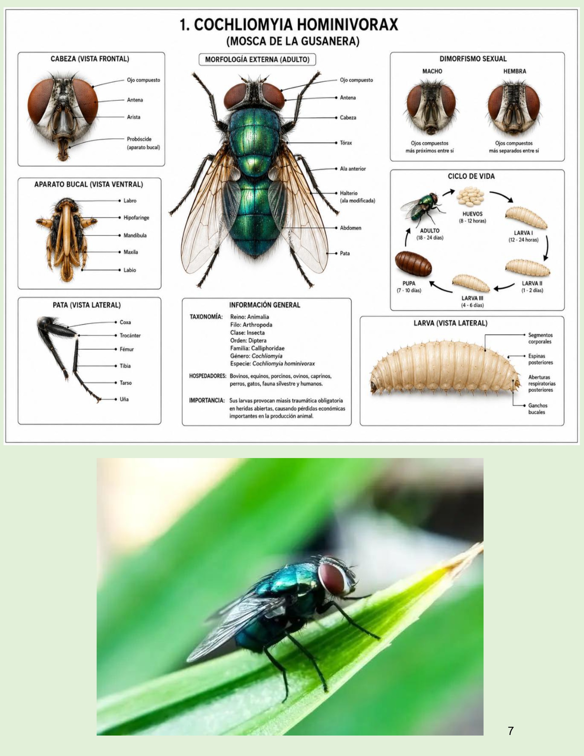 Atlas de artropodos_parasitologia veterinaria_2026 — page 7