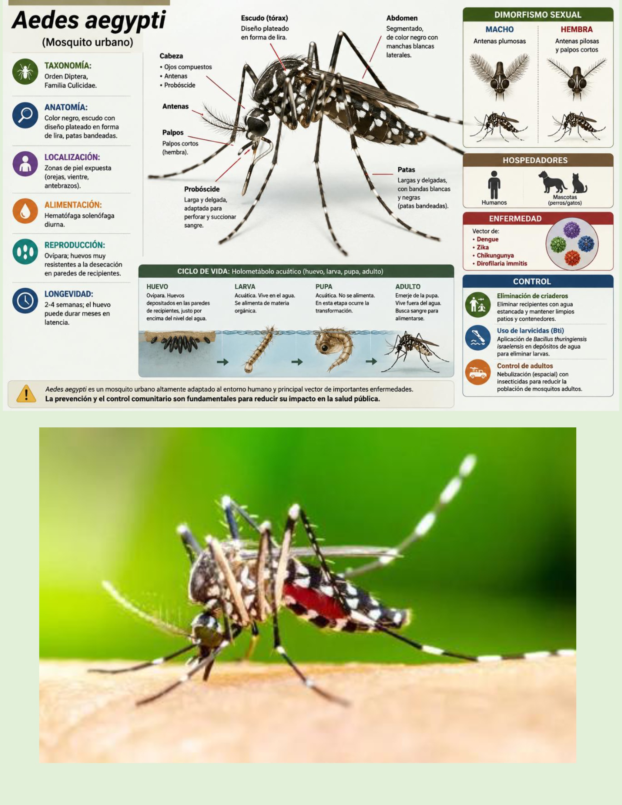 Atlas de artropodos_parasitologia veterinaria_2026 — page 15