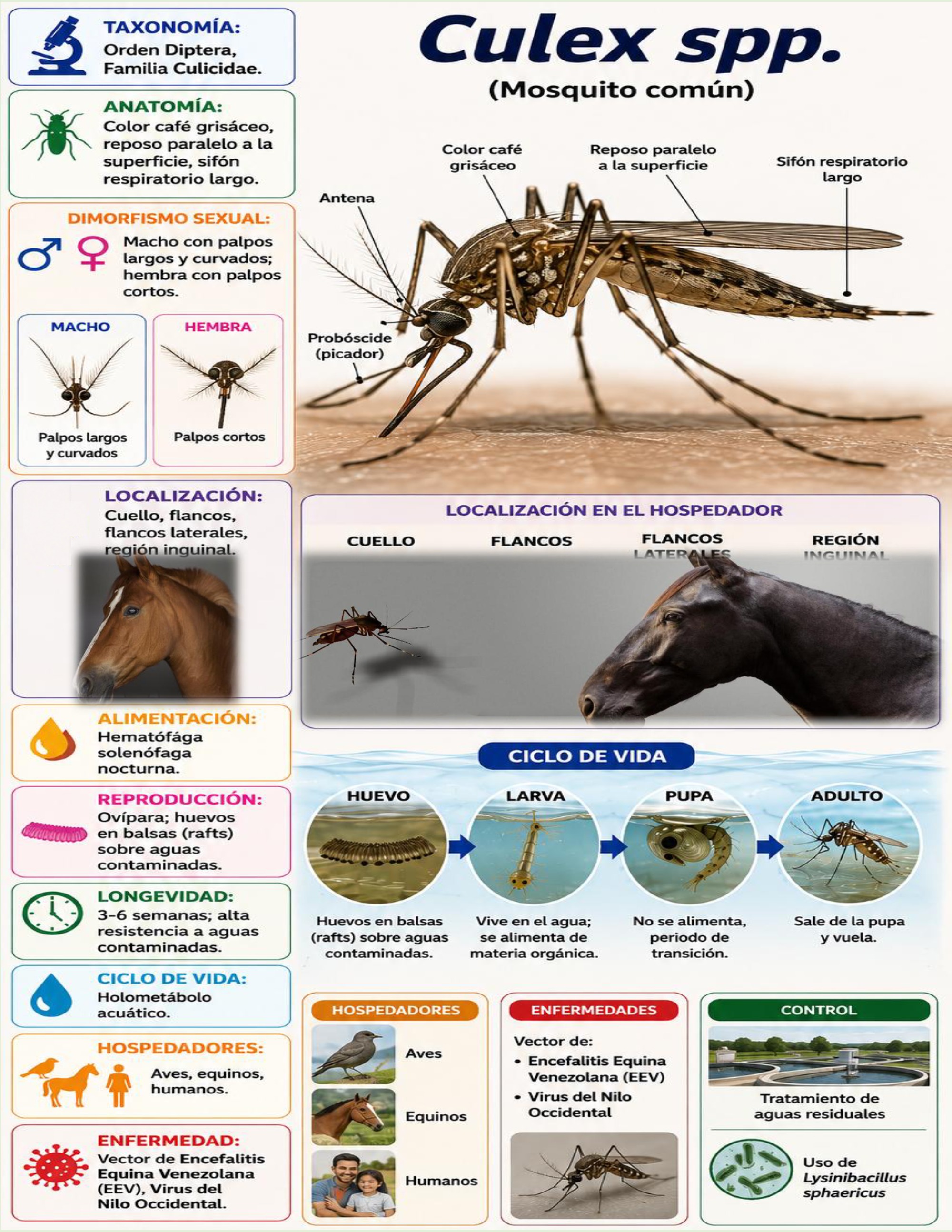Atlas de artropodos_parasitologia veterinaria_2026 — page 17