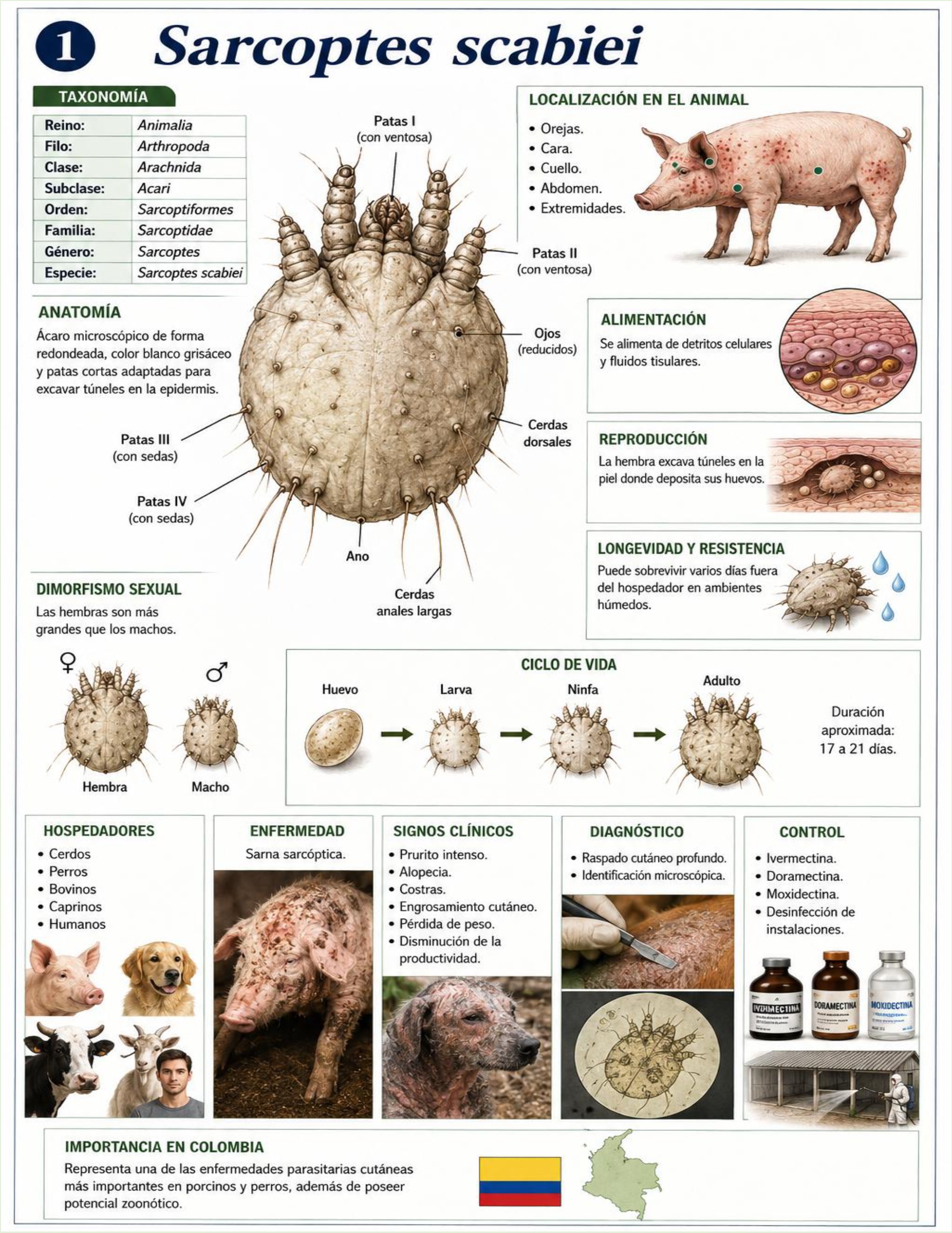 Atlas de artropodos_parasitologia veterinaria_2026 — page 39