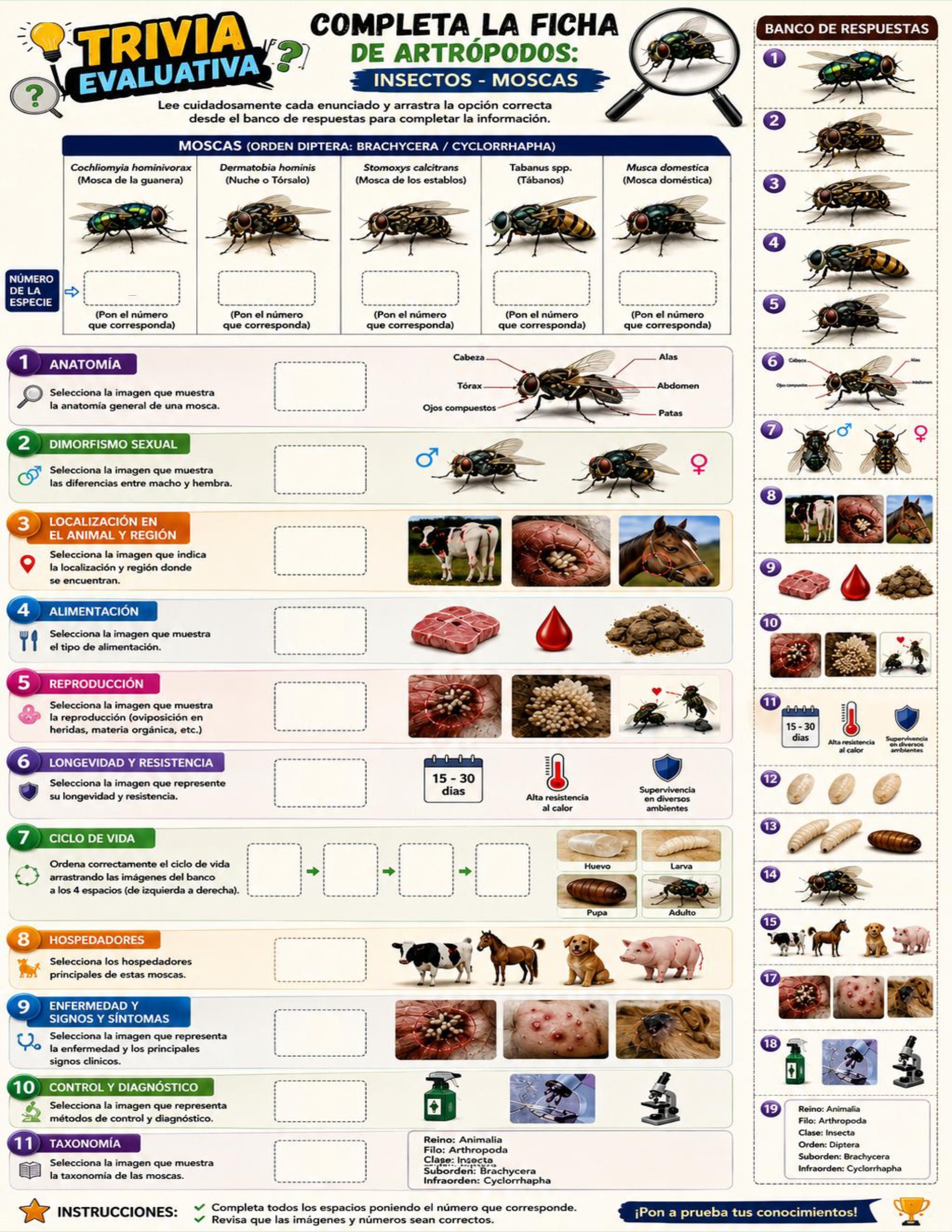 Atlas de artropodos_parasitologia veterinaria_2026 — page 12