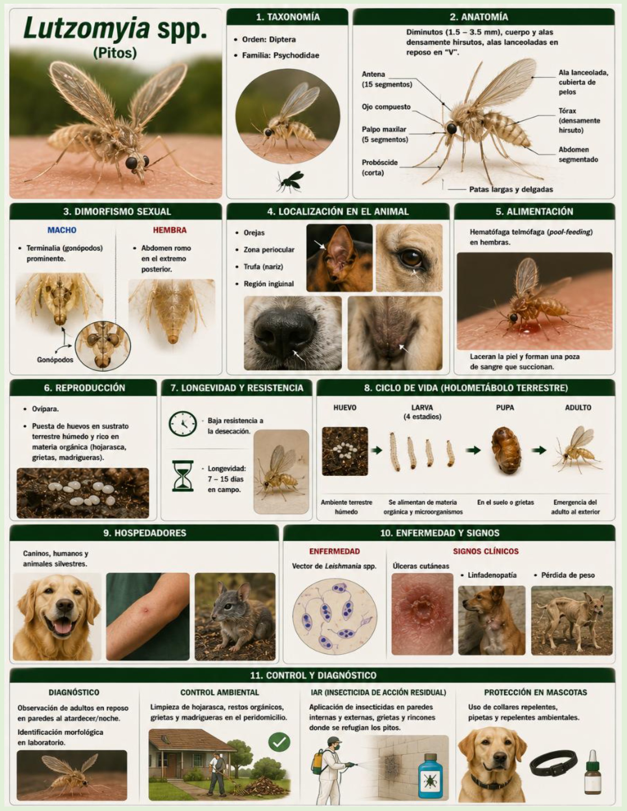 Atlas de artropodos_parasitologia veterinaria_2026 — page 14