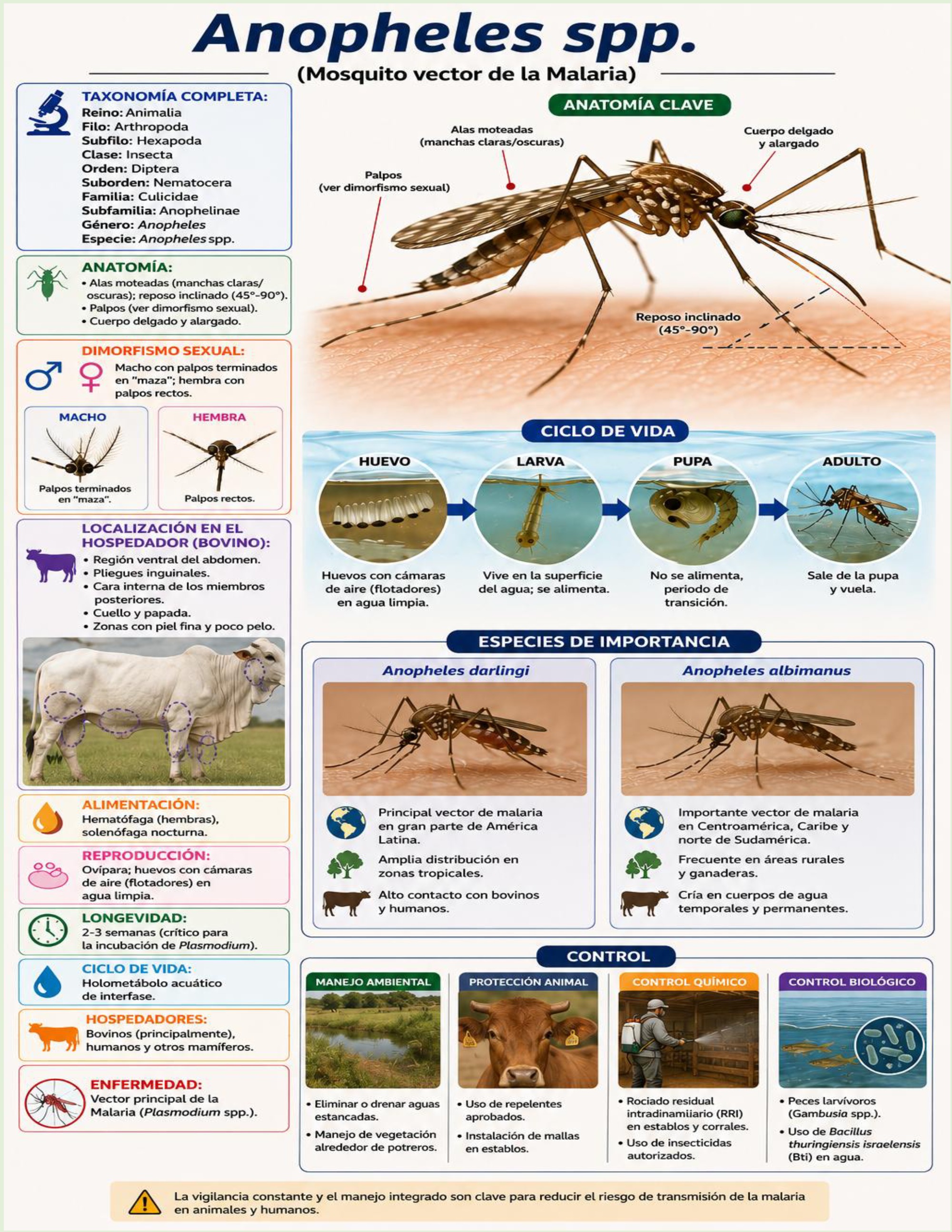 Atlas de artropodos_parasitologia veterinaria_2026 — page 16