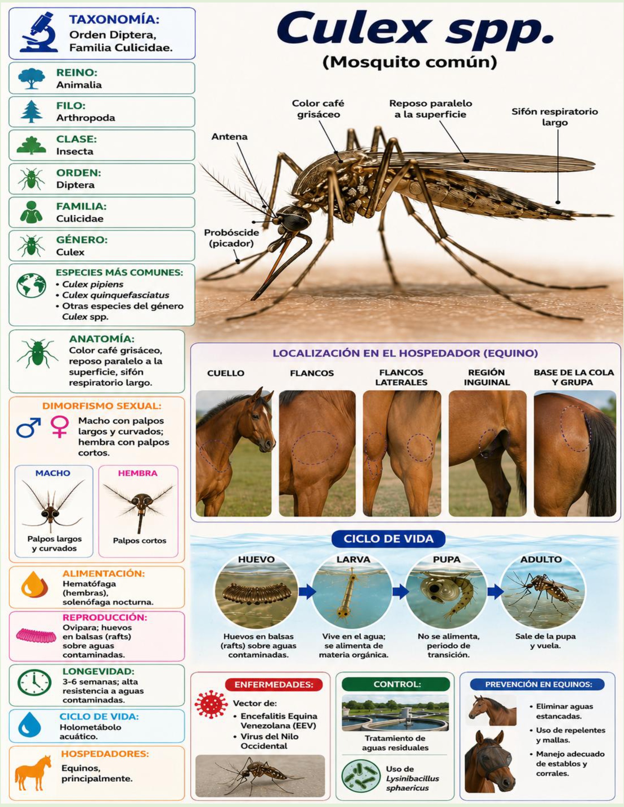 Atlas de artropodos_parasitologia veterinaria_2026 — page 17