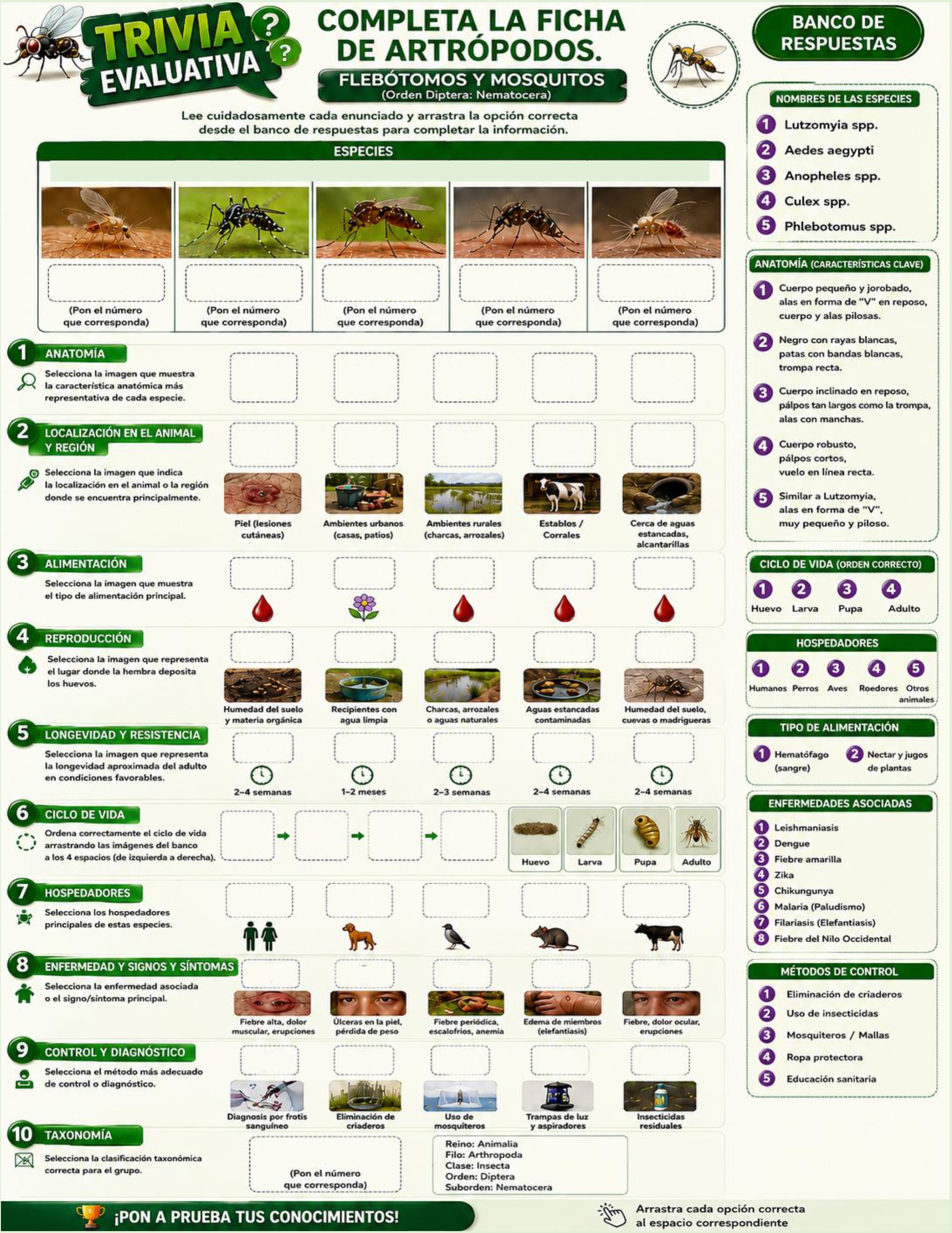 Atlas de artropodos_parasitologia veterinaria_2026 — page 19