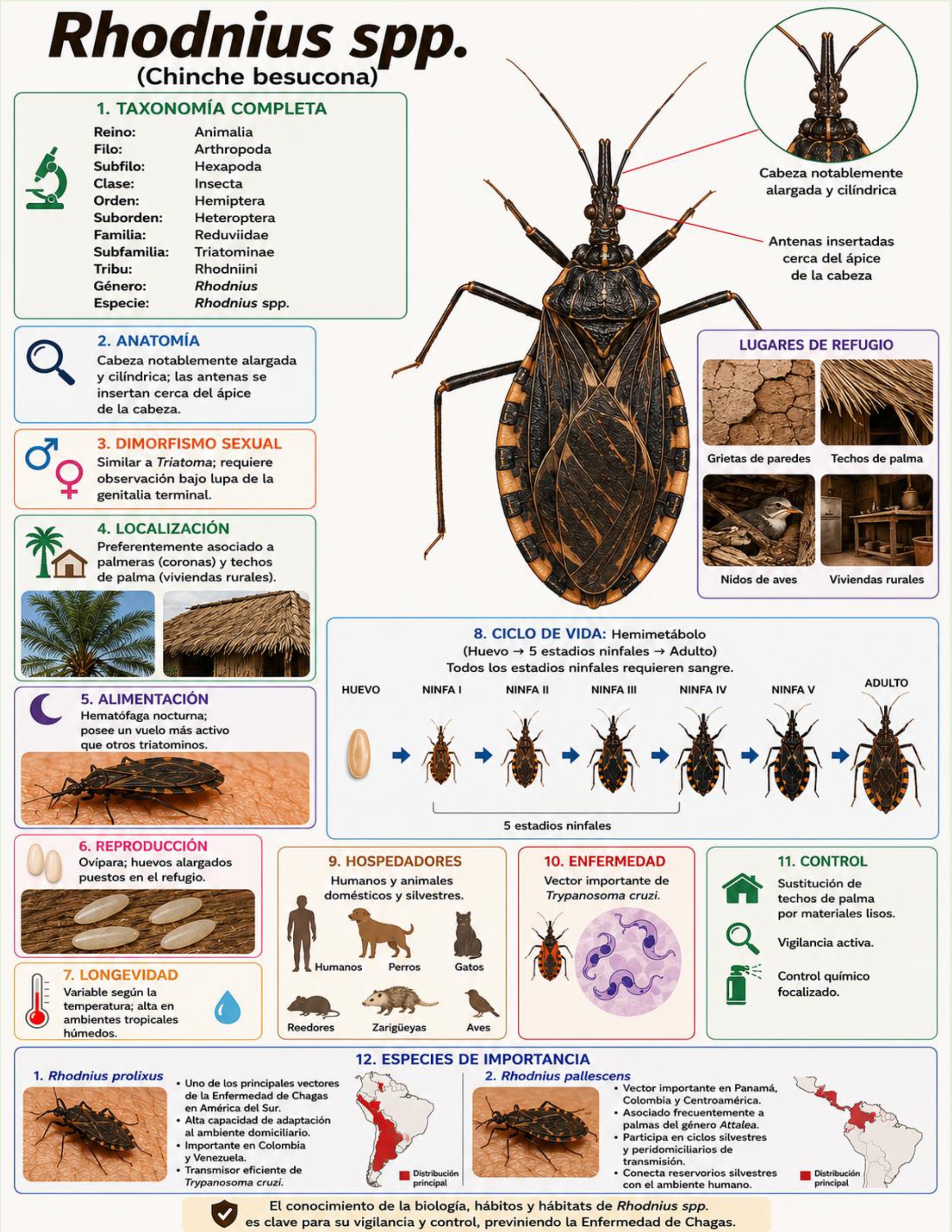 Atlas de artropodos_parasitologia veterinaria_2026 — page 22