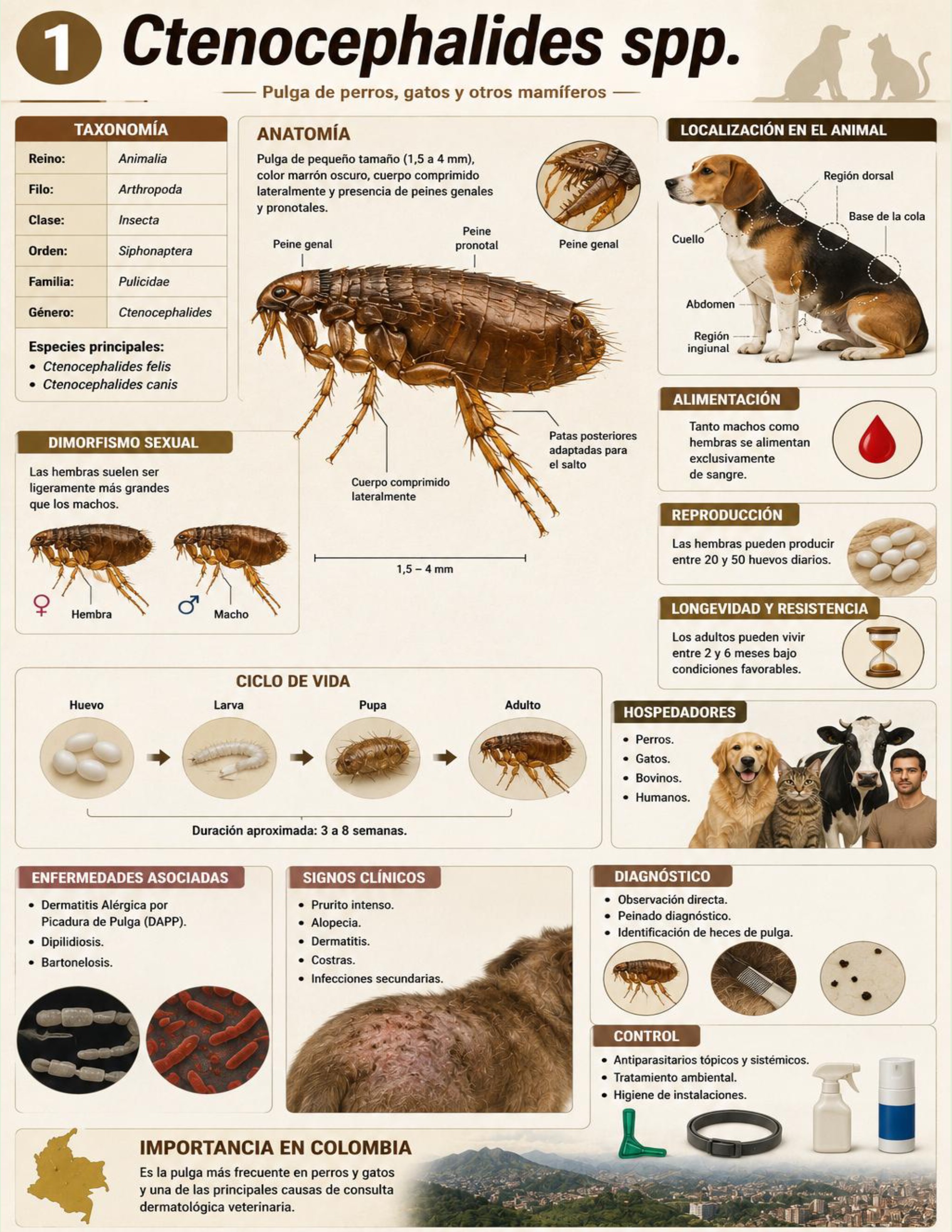 Atlas de artropodos_parasitologia veterinaria_2026 — page 26