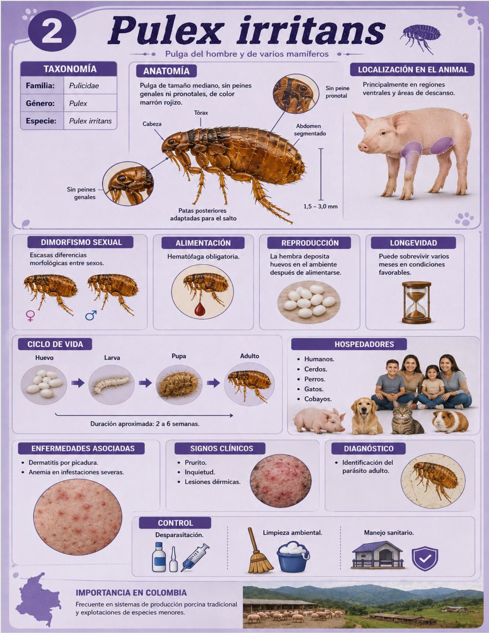 Atlas de artropodos_parasitologia veterinaria_2026 — page 27