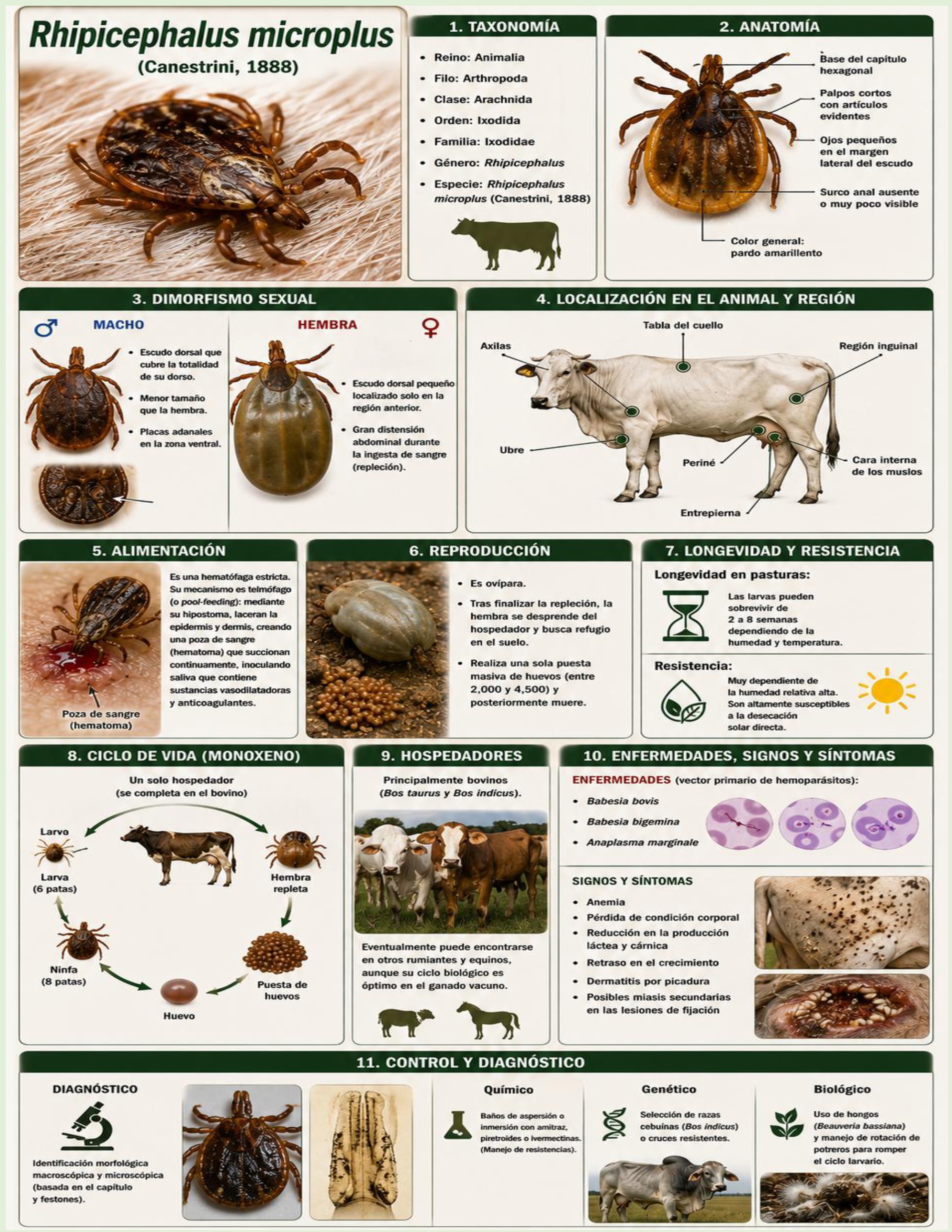 Atlas de artropodos_parasitologia veterinaria_2026 — page 32