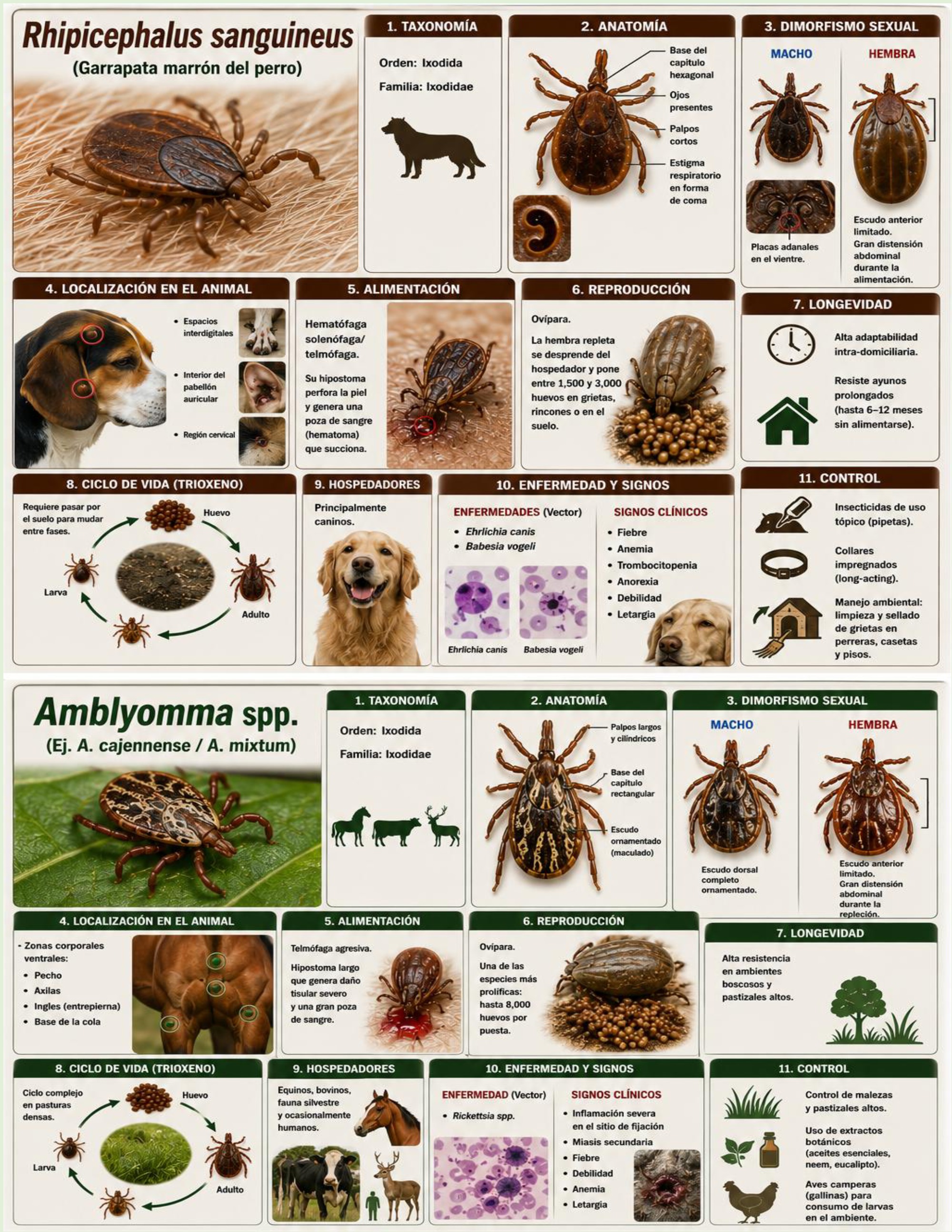 Atlas de artropodos_parasitologia veterinaria_2026 — page 33