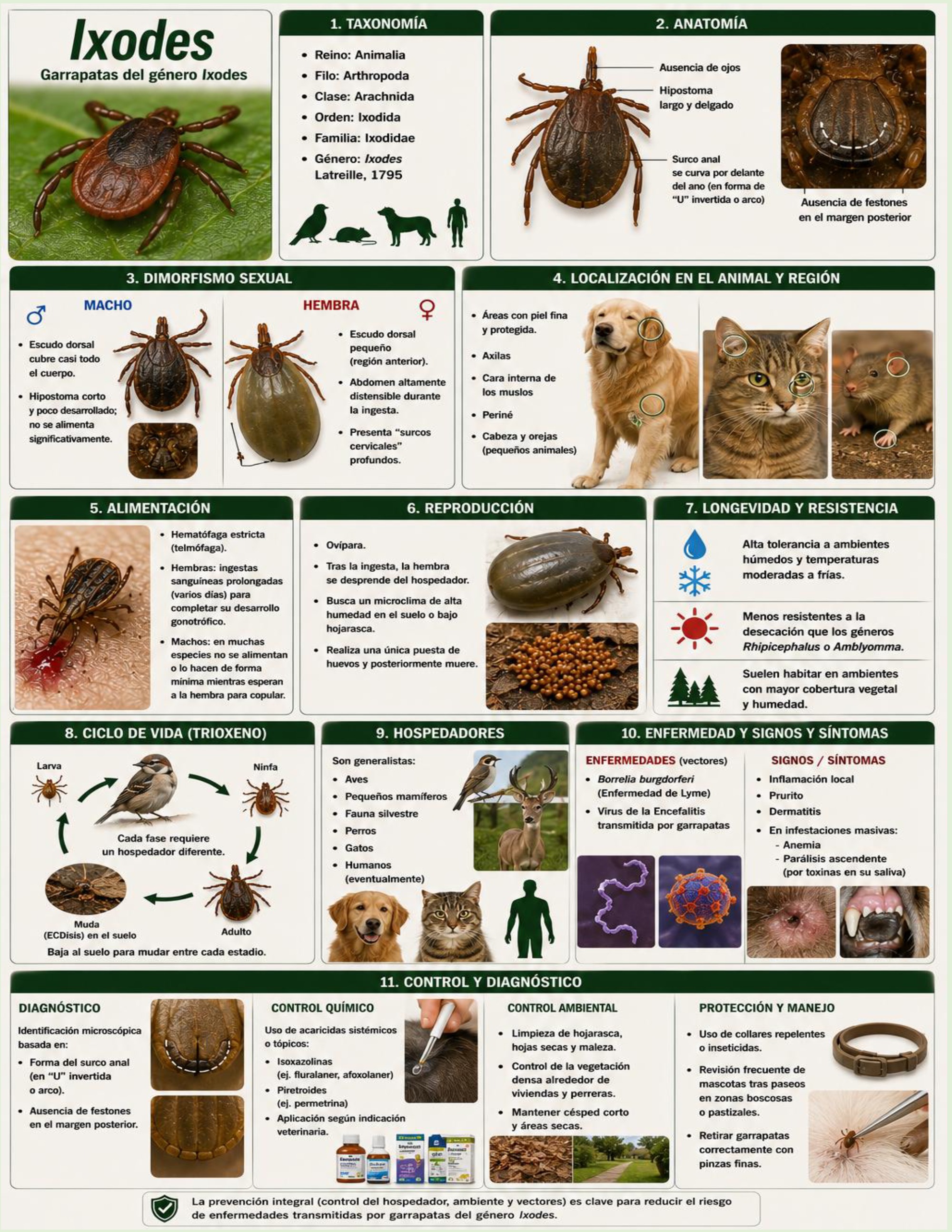 Atlas de artropodos_parasitologia veterinaria_2026 — page 35