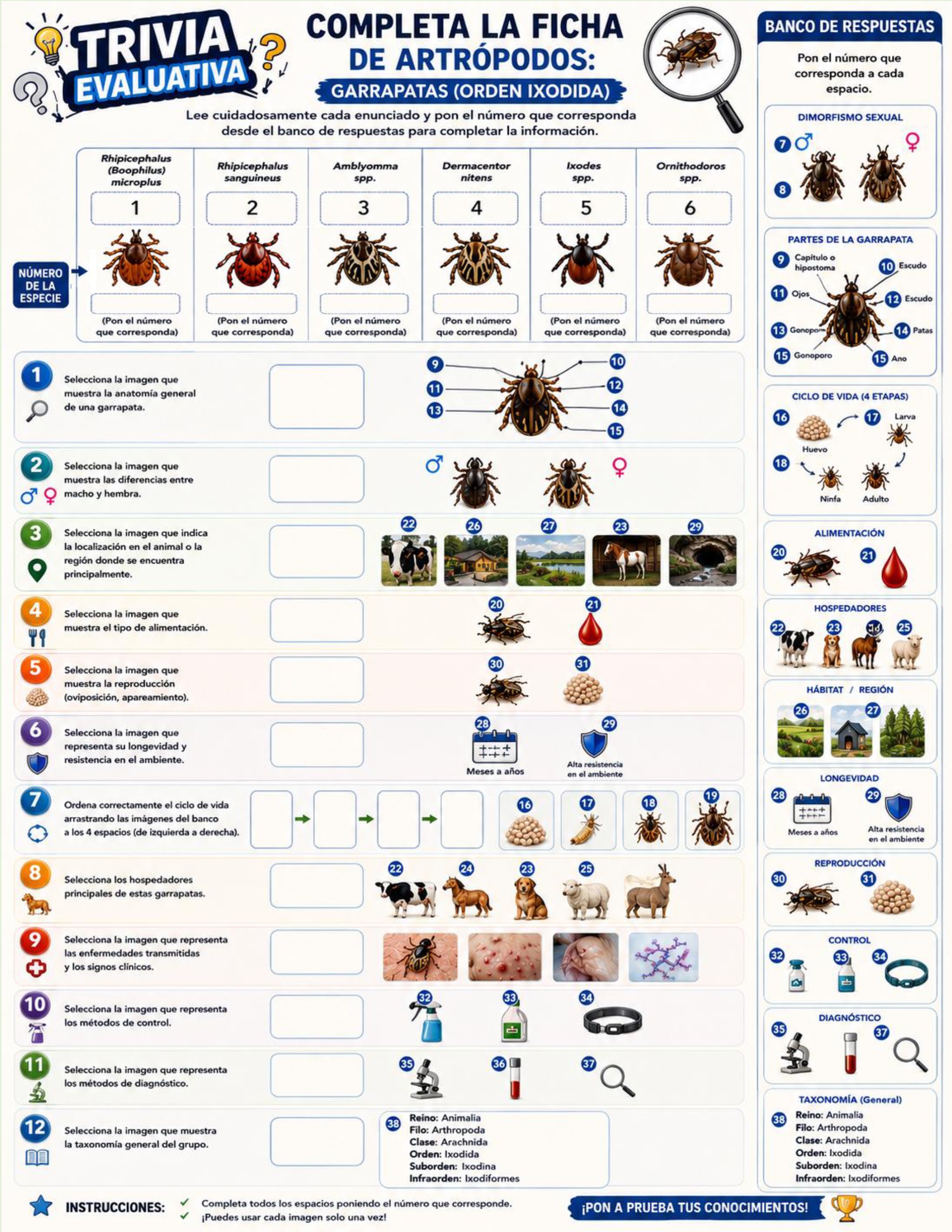 Atlas de artropodos_parasitologia veterinaria_2026 — page 37