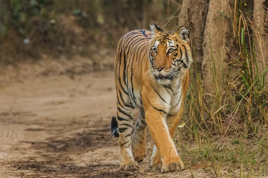 Jim Corbett National Park cover