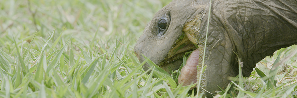 Chemistry was out of the charts": FaceTime has brought to life the first date for endangered Galapagos tortoises via a phone screen