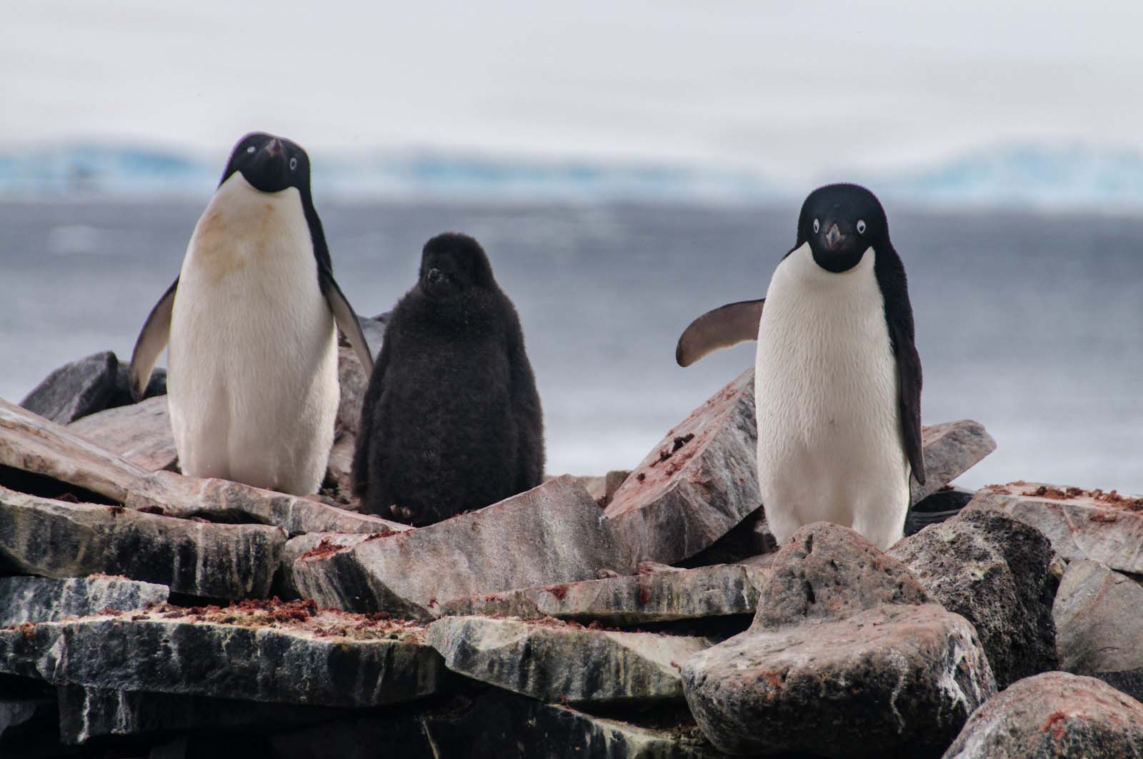 Adelie penguins | Paulet Island |  Antarctica