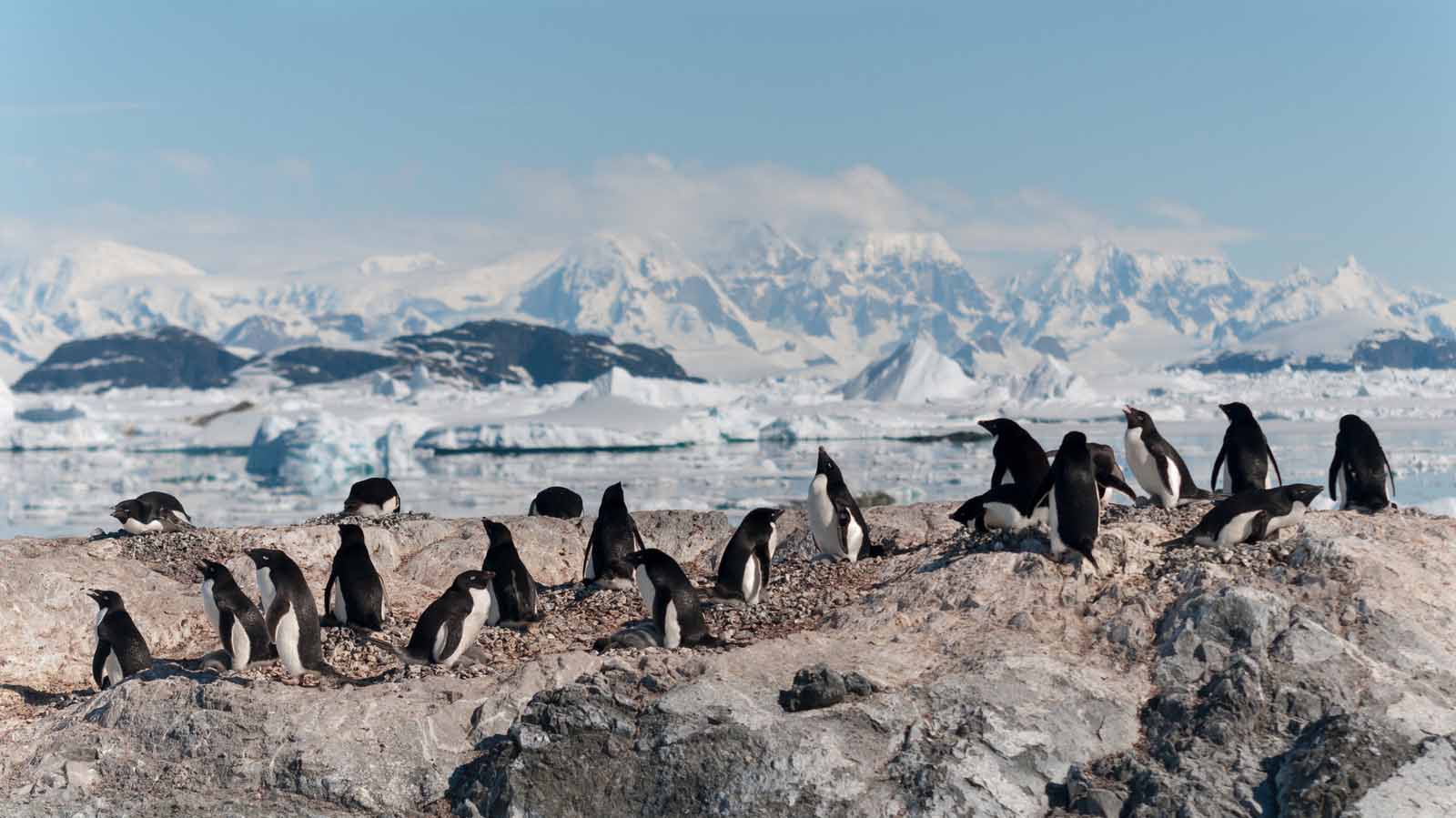 Antarctica - Elephant Island - Weddell Sea - Polar Circle