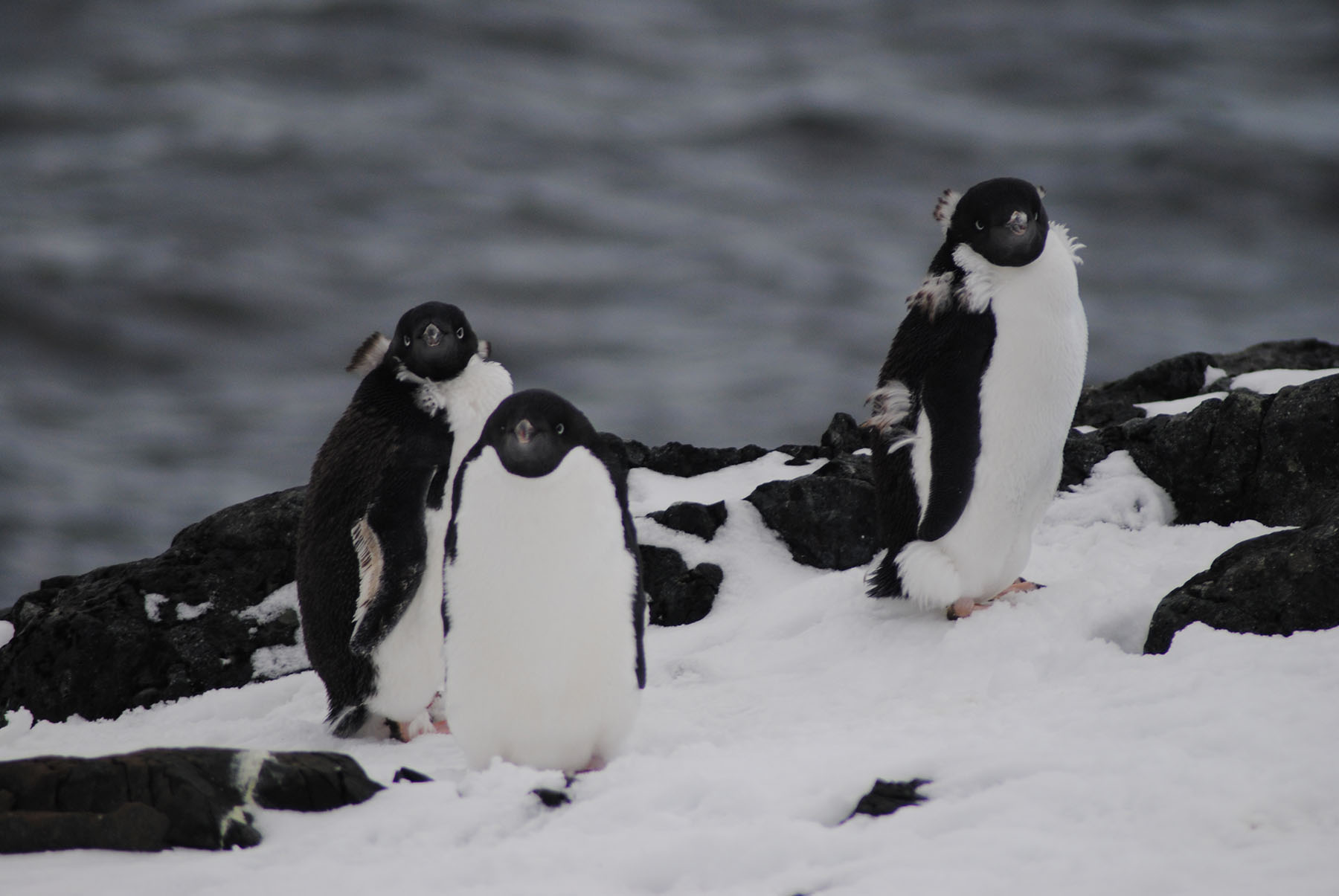 Adelie penguins | Detaille Island | Antarctica