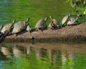 Turtles | Amazon Rainforest