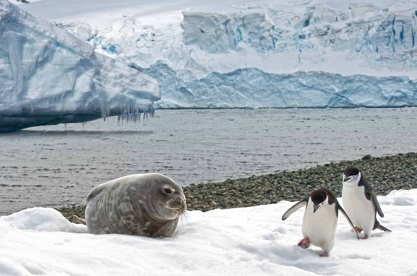 Animals in Antarctica a wildlife guide for travelers