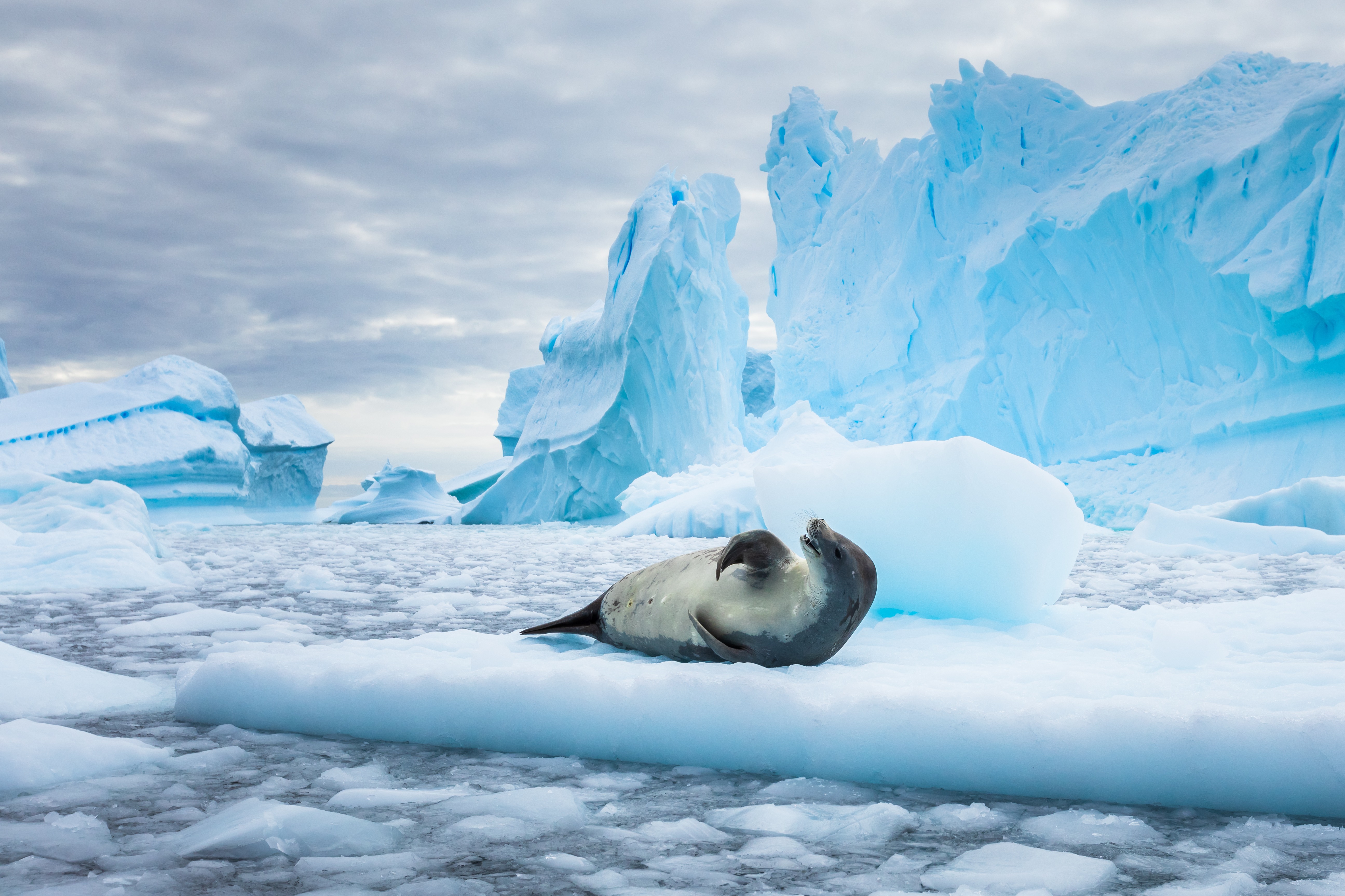 Antarctic Express Tour | Sea Lion