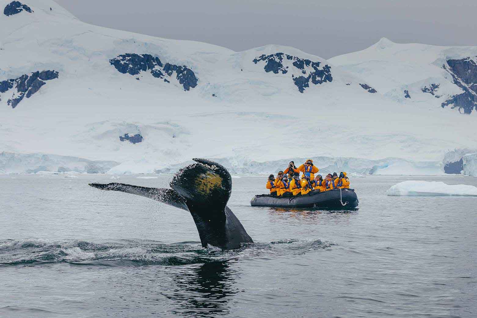 Antarctic Whale