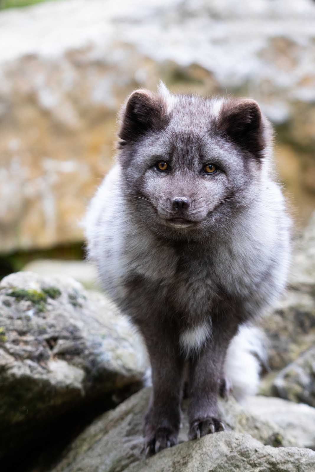 Bear Island | Svalbard | Arctic fox