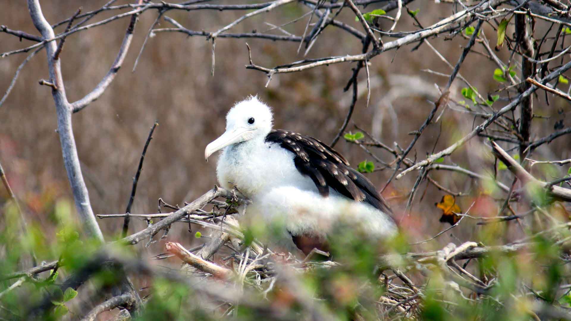 Cerro Frigatebird | Baby Frigate | Galapagos Islands | South America Travel