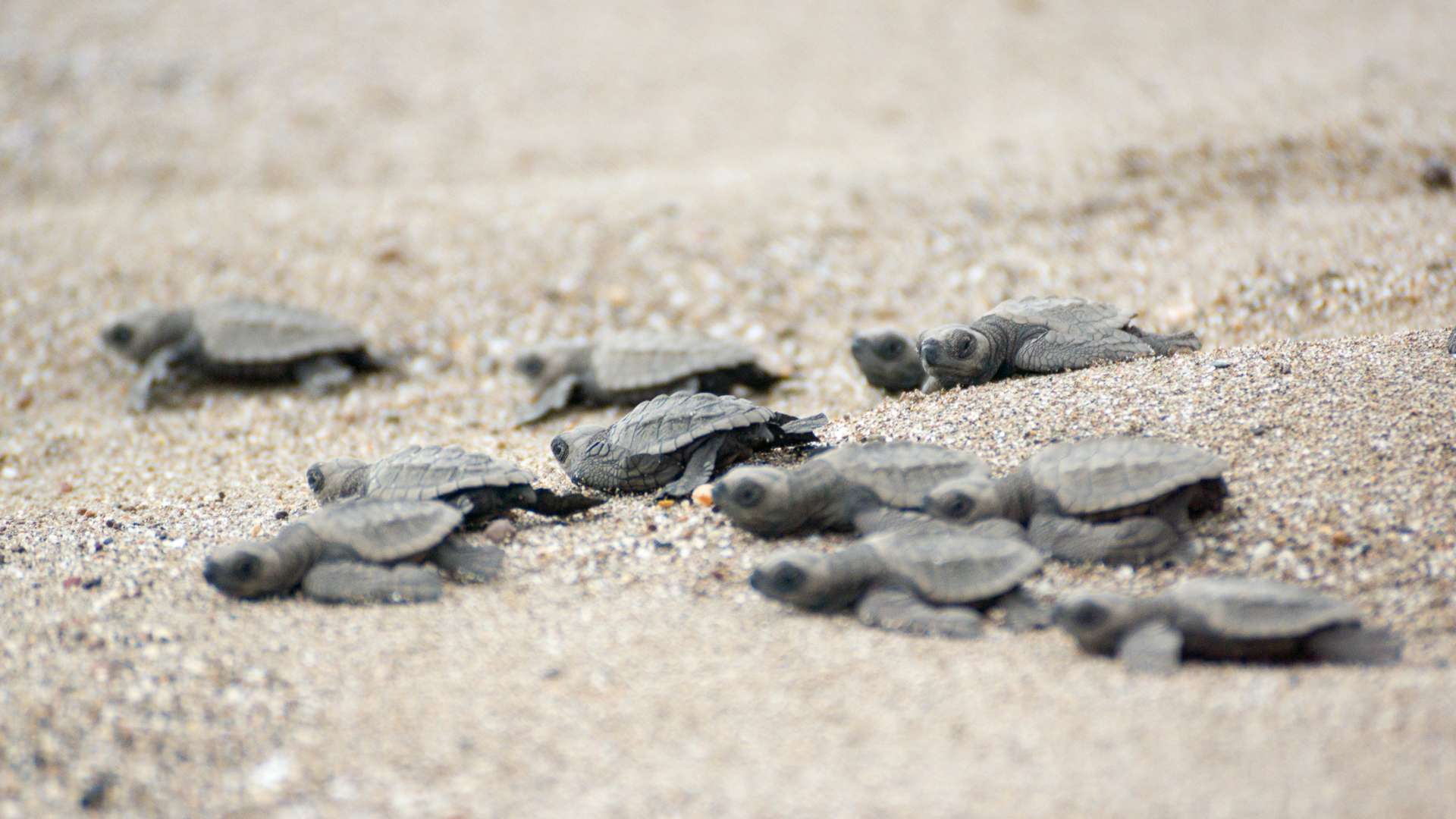 Galapagos Islands 6 day liveaboard tour West islands Alya Catamaran