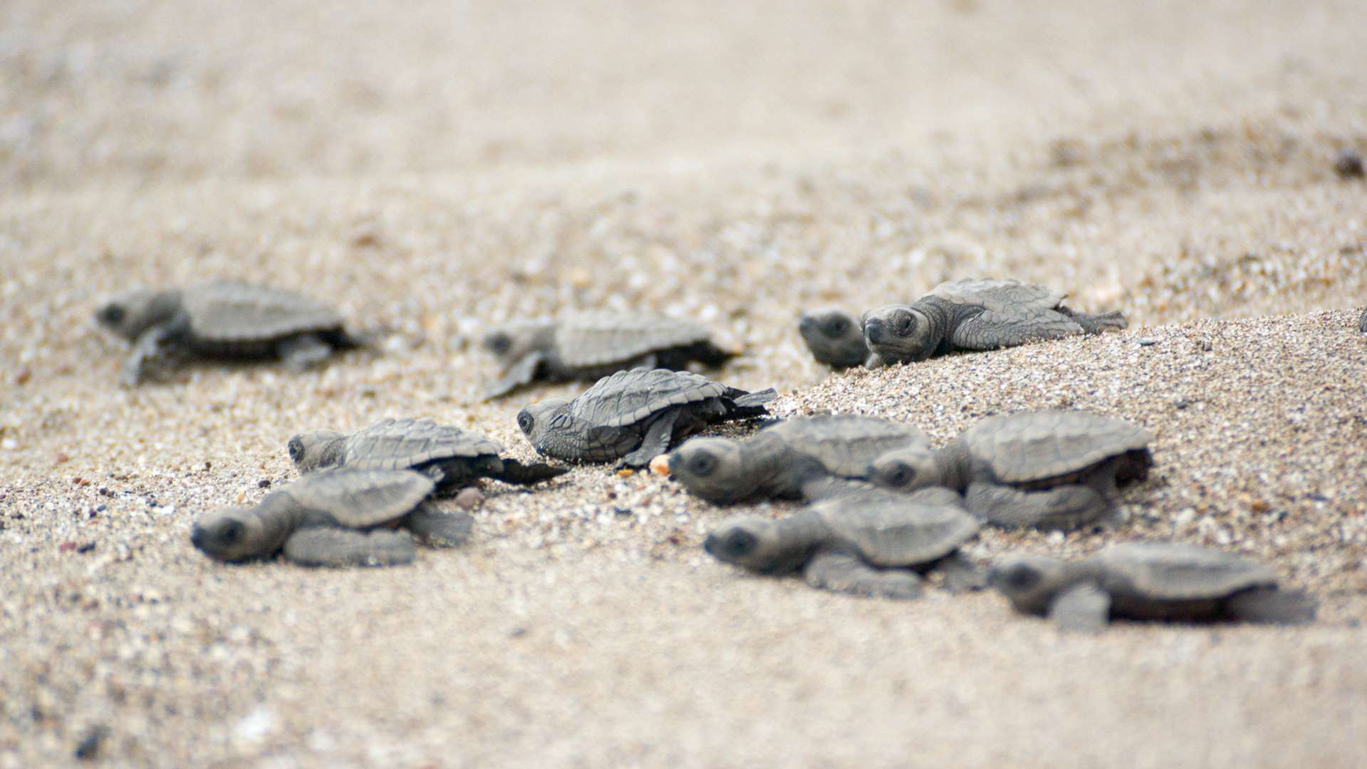 Playa Espumilla | Baby Sea Turtle | Nest | Galapagos Islands | South America Travel