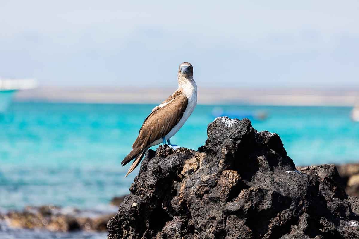 Baltra Island | Galapagos blue footed