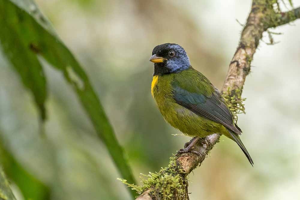 Amazon Bird | Ecuador
