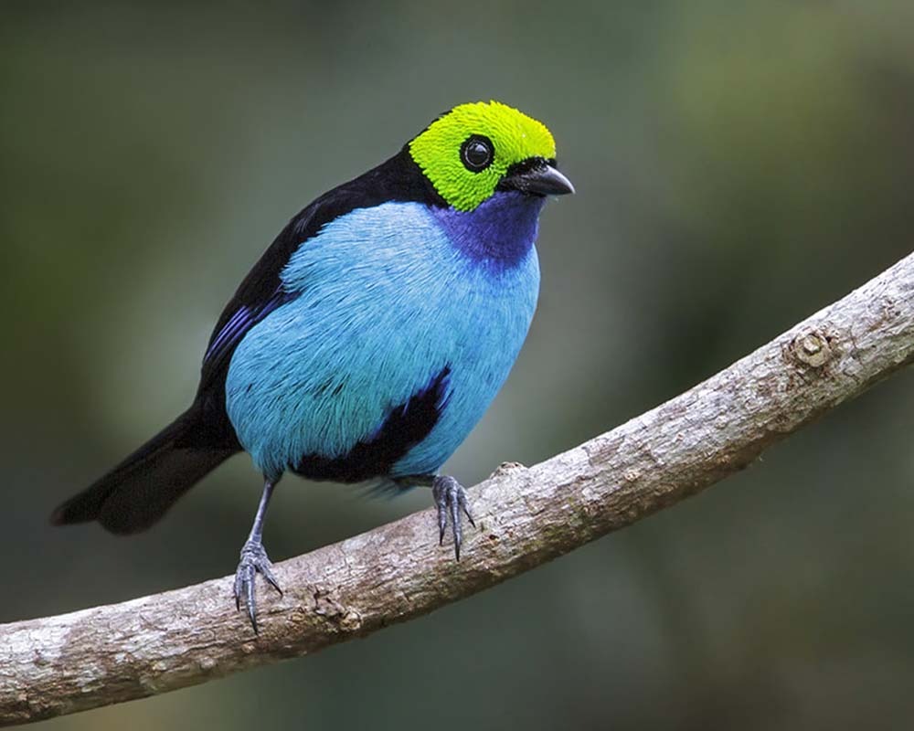 Amazon Birdwatching Tour